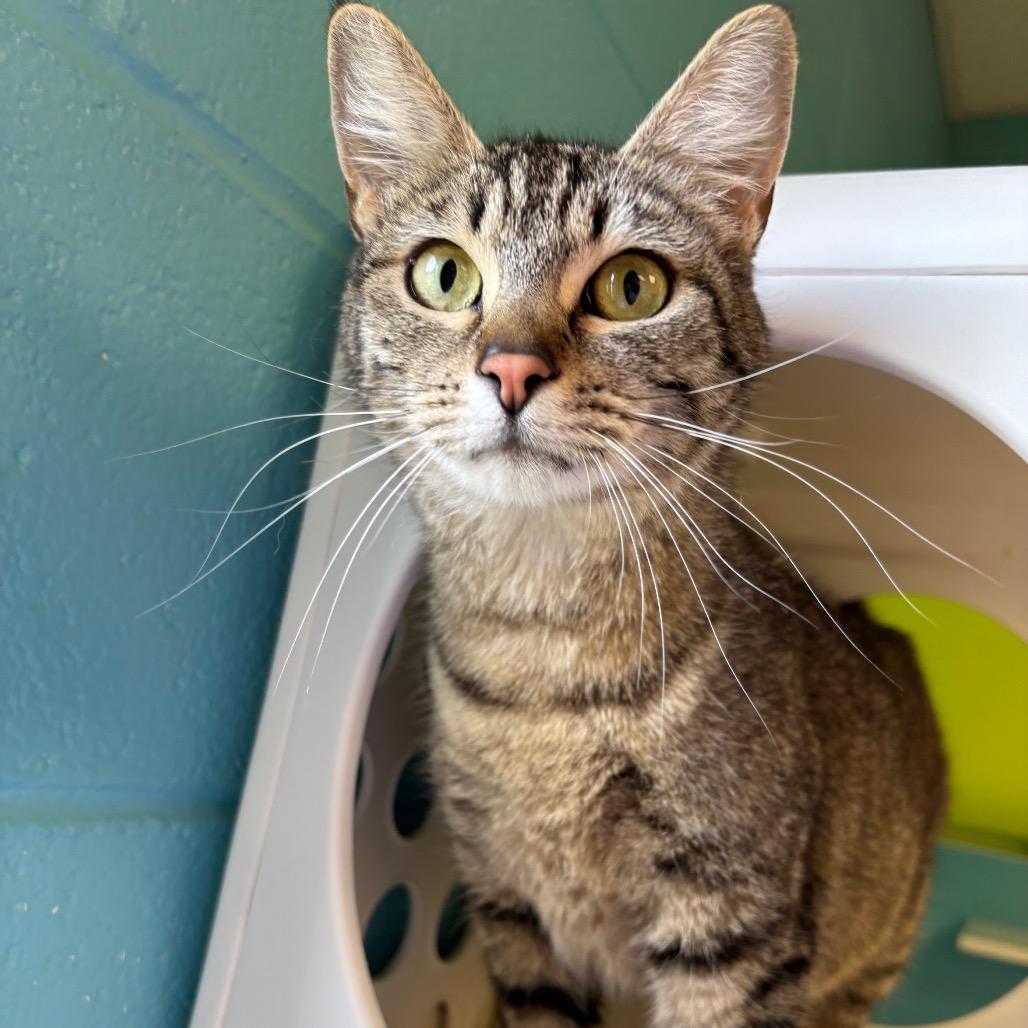 Enlarge Ragu, a Adoptable Domestic Short Hair in Roxboro, NC image 4/4