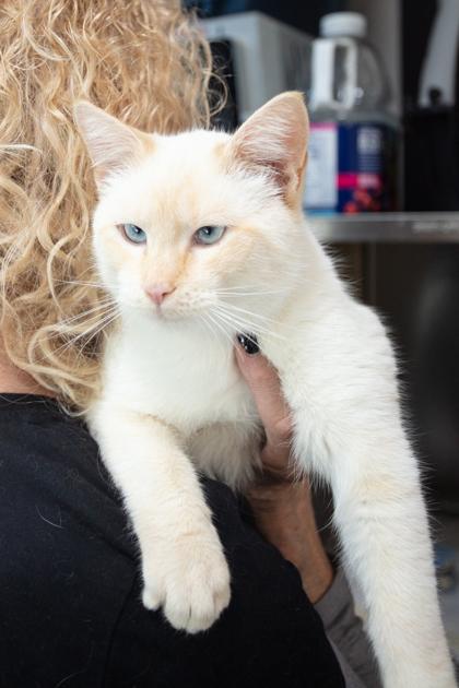 Ronnie, a Adoptable mixed breed in Lebec, CA image 1/2