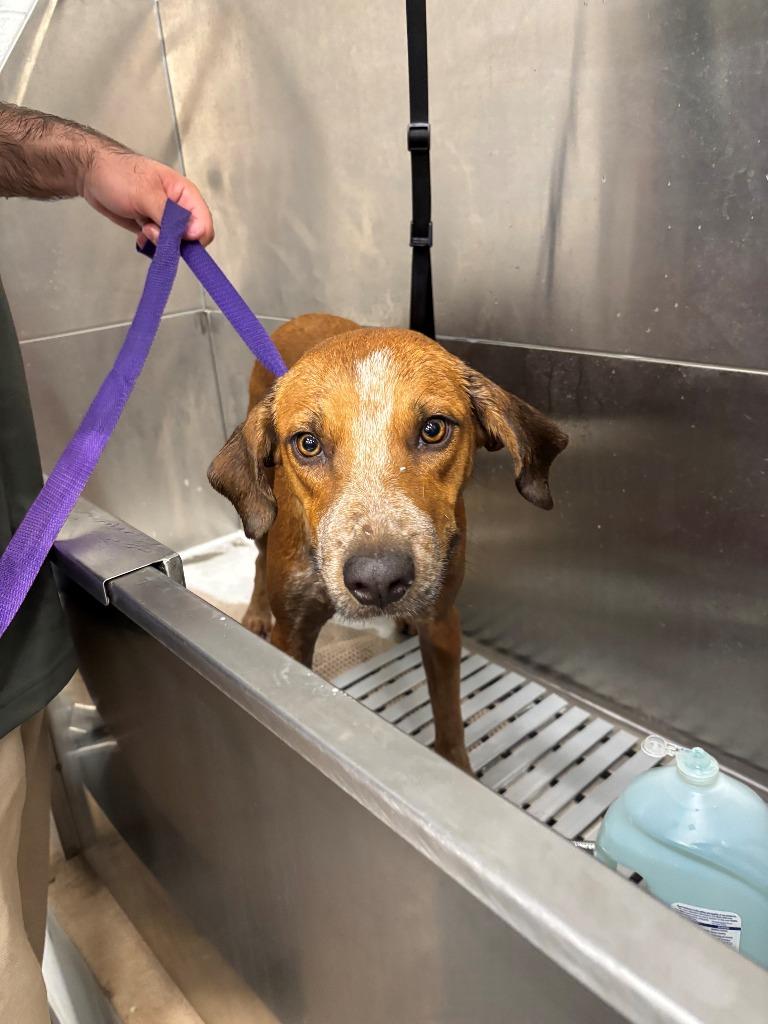 Waldo, Adoptable, Adult Male Mixed Breed.