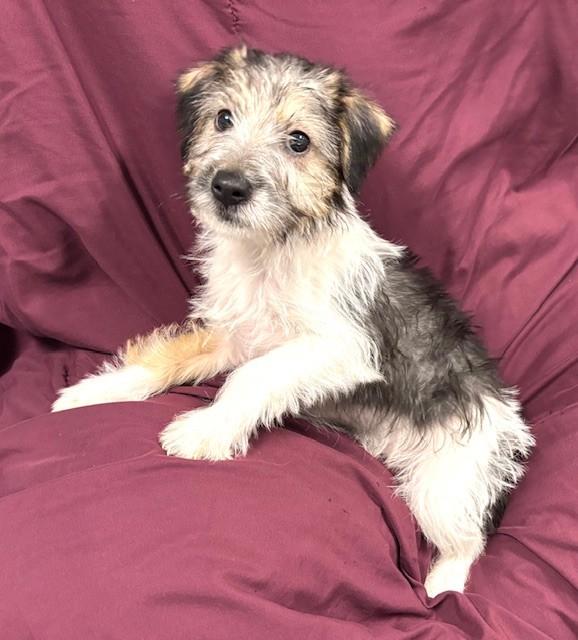 Enlarge Rafa, an adopted mixed breed in Hawk Point, MO image 4/4