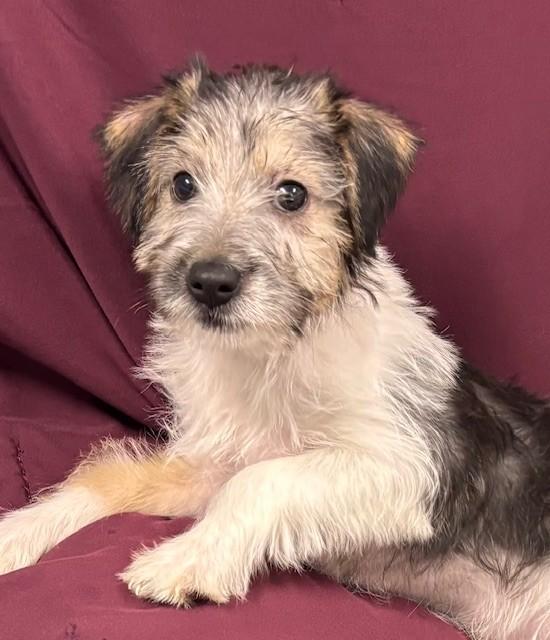 Enlarge Rafa, an adopted mixed breed in Hawk Point, MO image 2/4