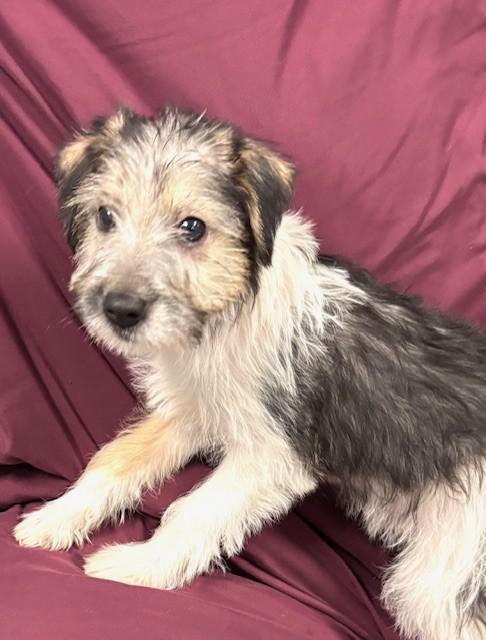 Rafa, adopted, Puppy Male Terrier & Mixed Breed.