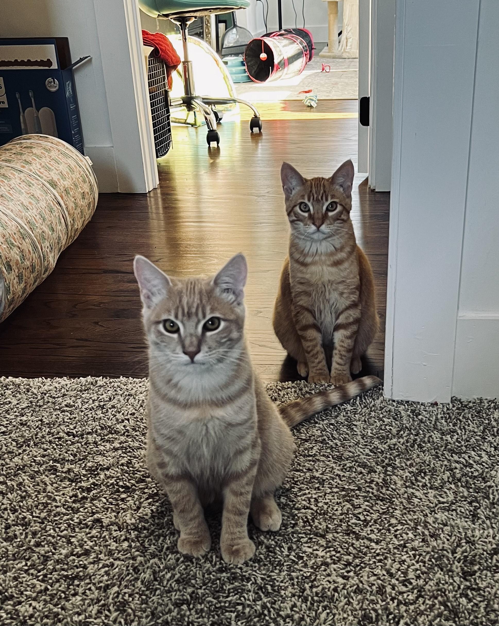 Enlarge Lumen, a Adoptable Tabby in Vallejo, CA image 4/6