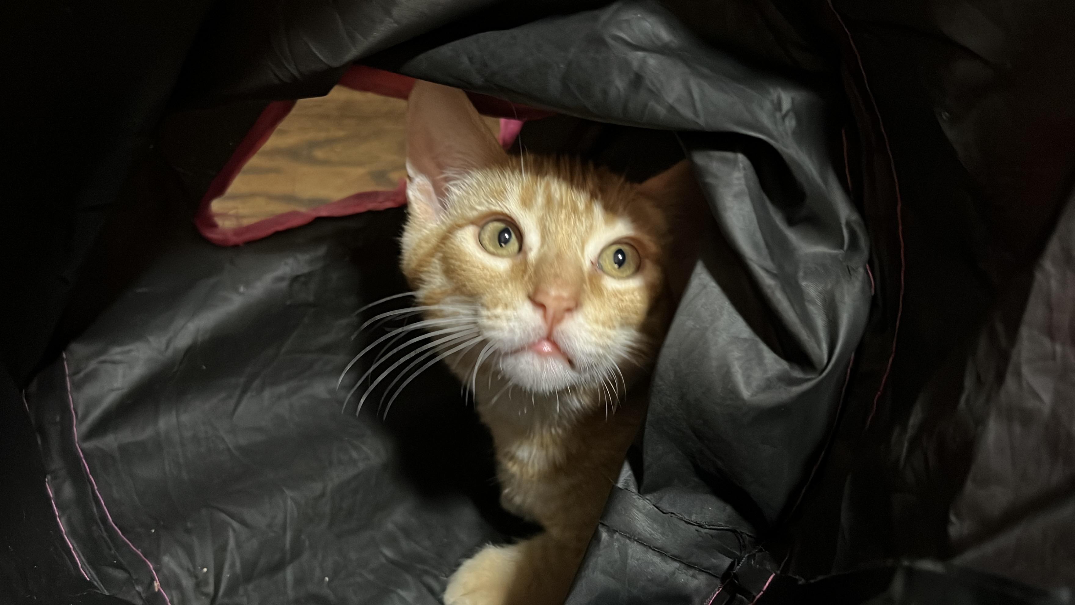 Enlarge Lumen, a Adoptable Tabby in Vallejo, CA image 2/6