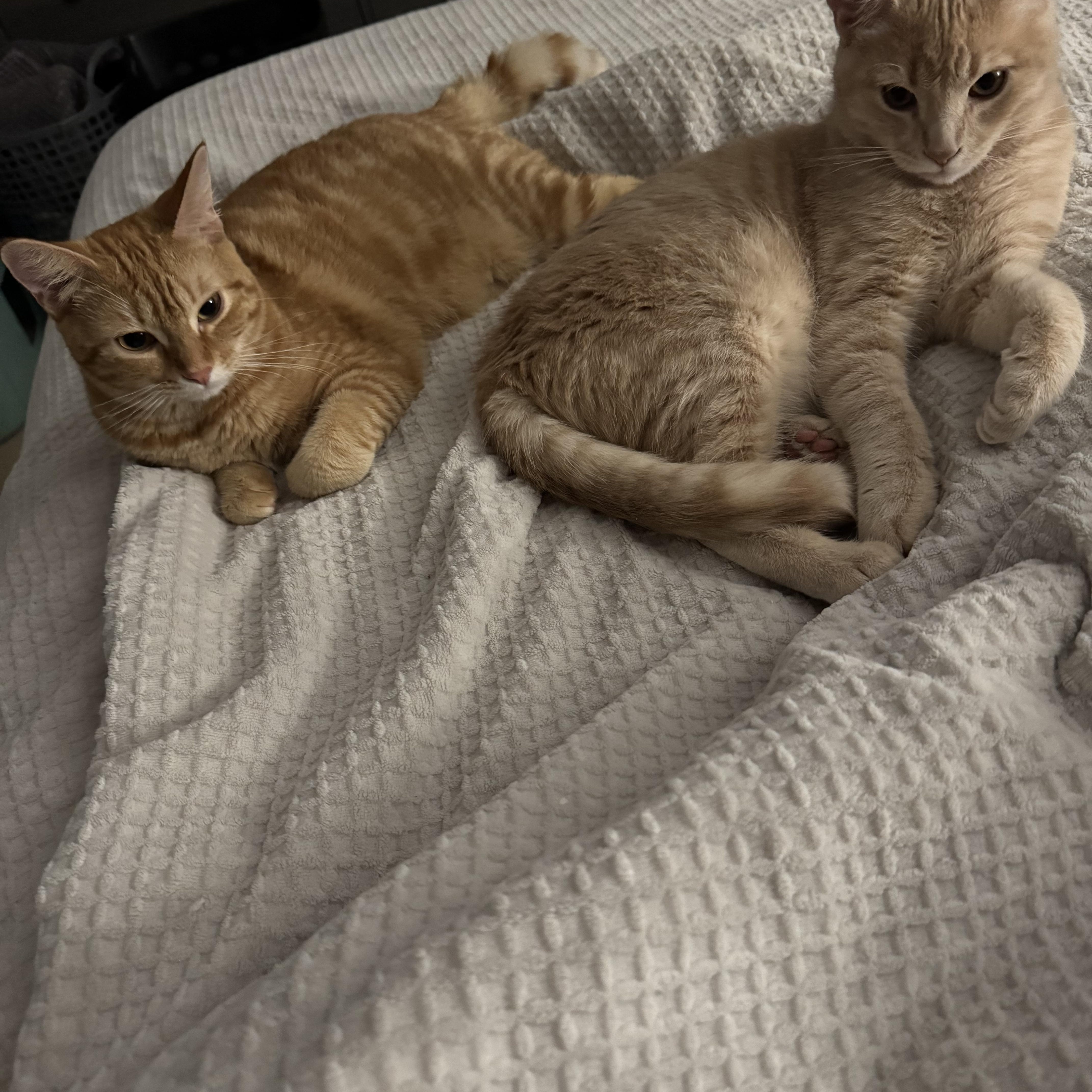 Enlarge Lumen, a Adoptable Tabby in Vallejo, CA image 6/6