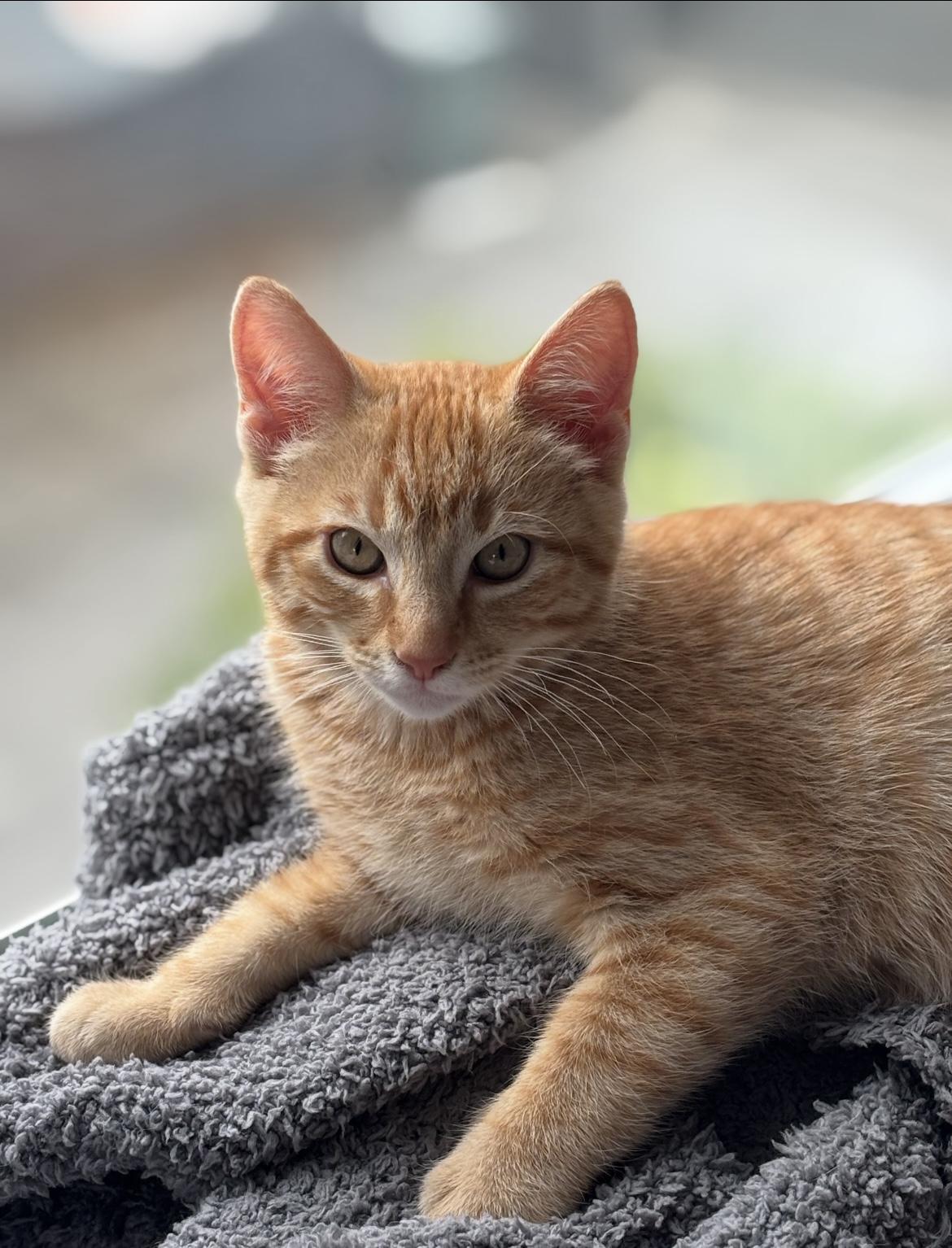 Enlarge Lumen, a Adoptable Tabby in Vallejo, CA image 1/6