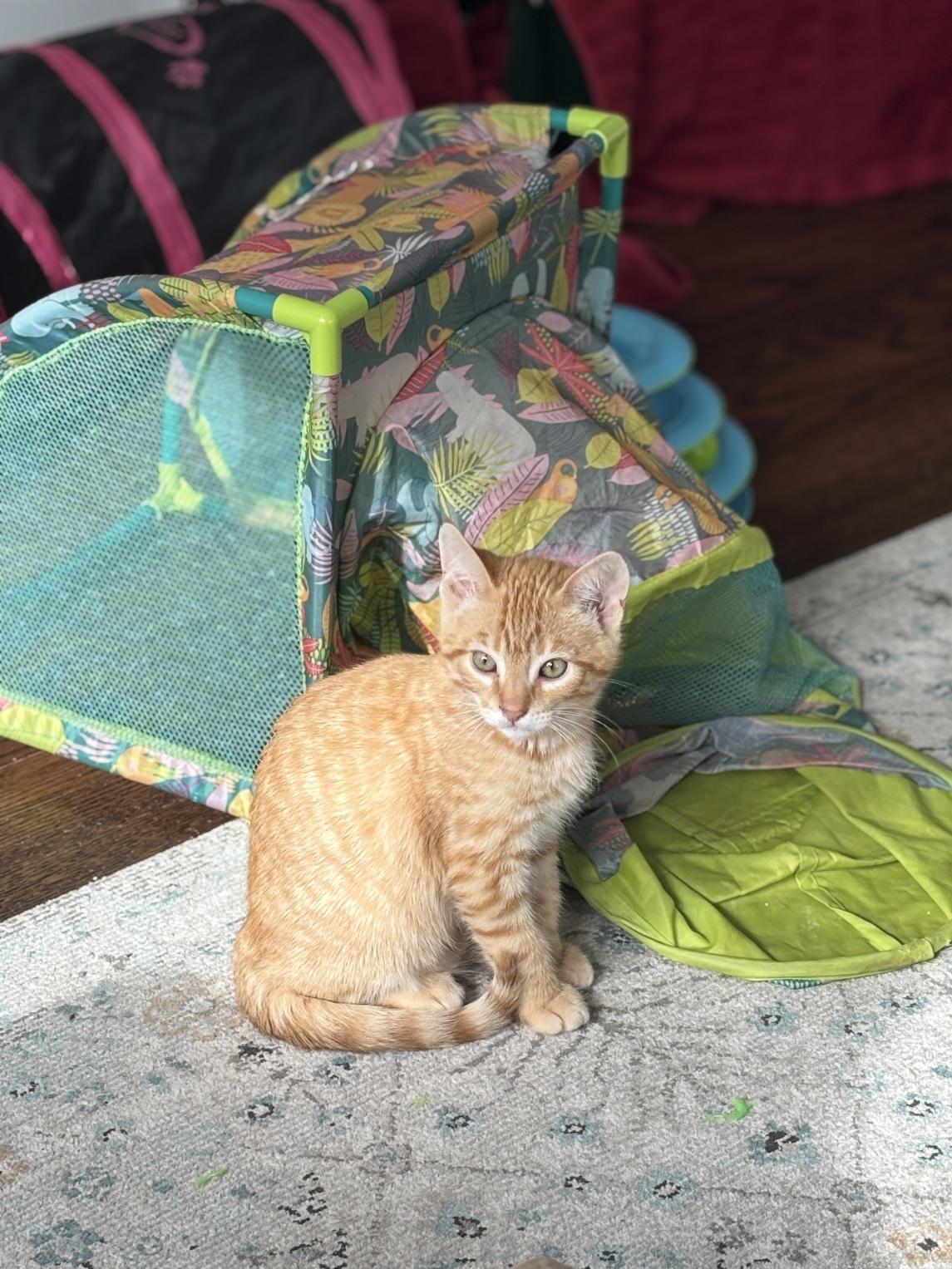 Enlarge Lumen, a Adoptable Tabby in Vallejo, CA image 3/6