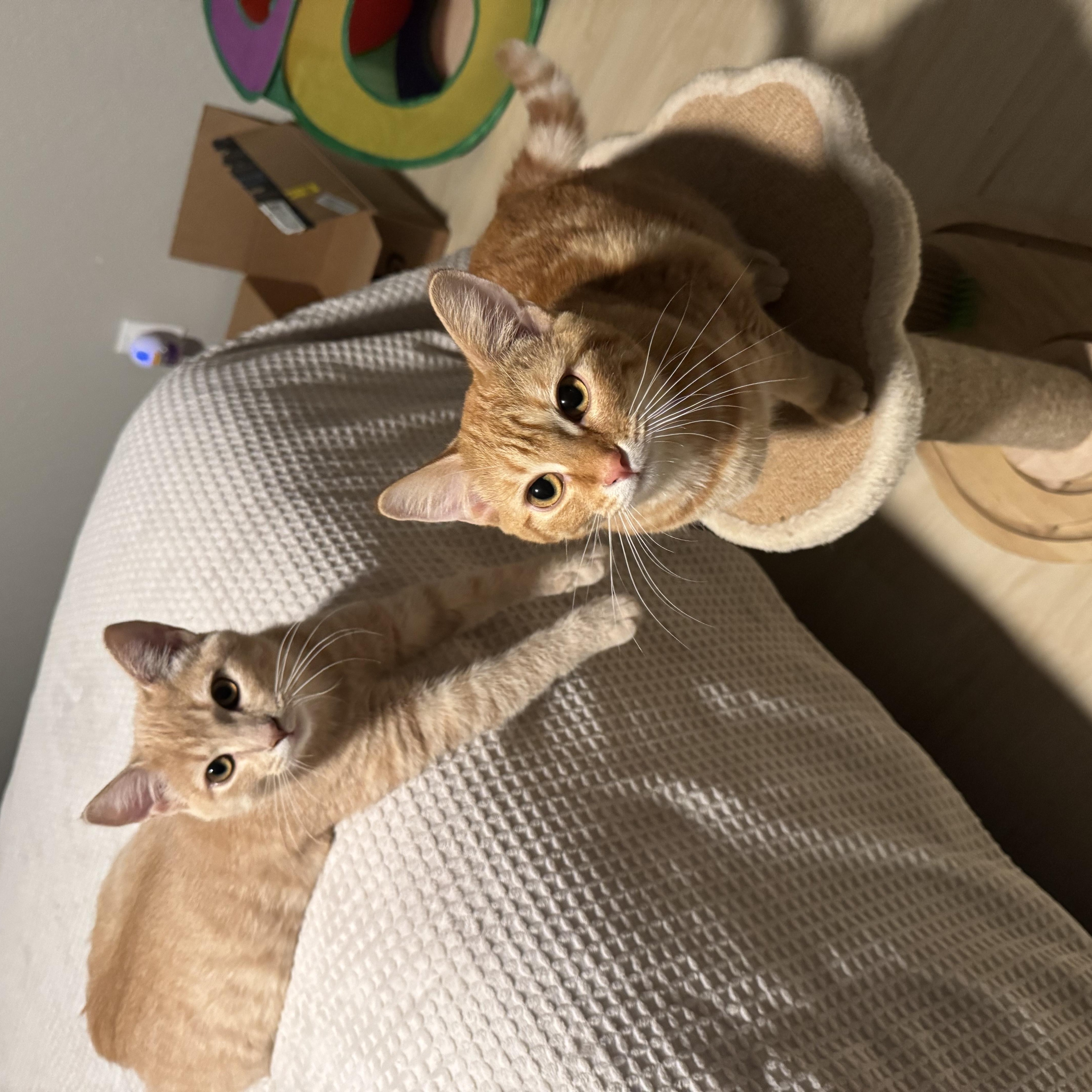 Enlarge Lumen, a Adoptable Tabby in Vallejo, CA image 5/6