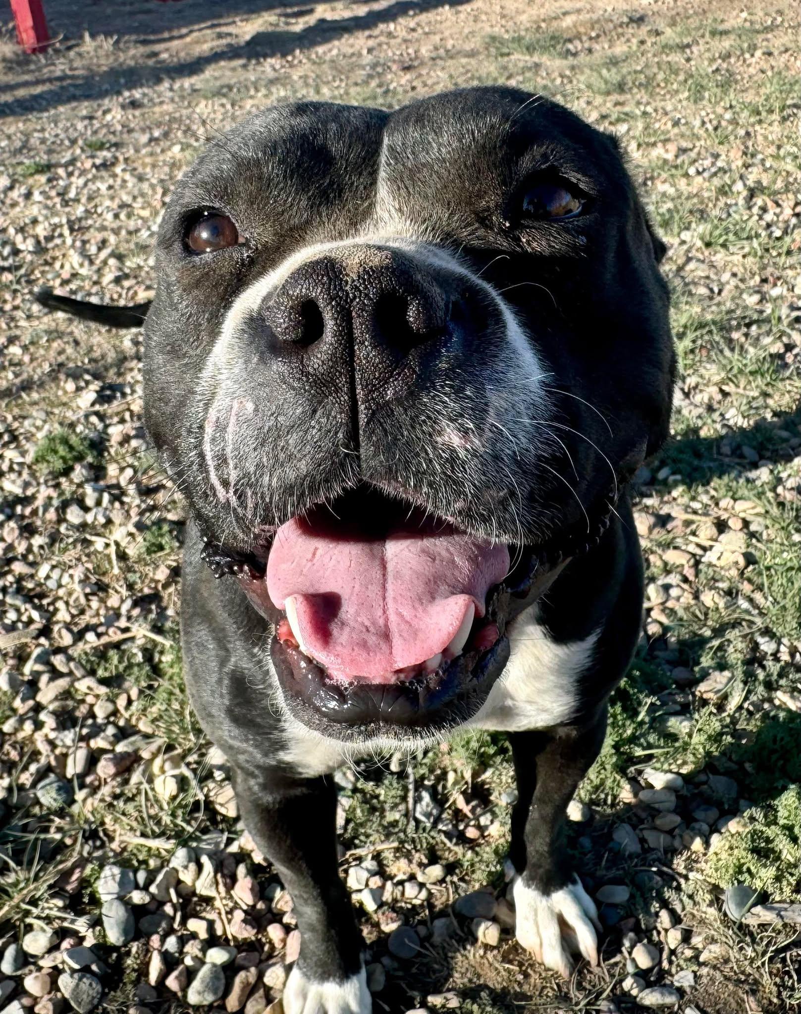 Enlarge Bambi, a Adoptable mixed breed in RYE, CO image 4/5