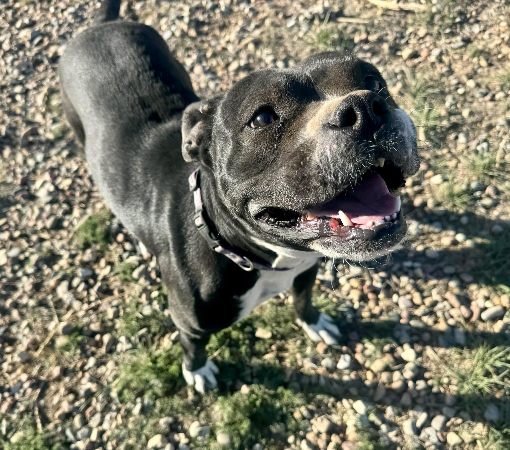 Bambi, Adoptable, Adult Female American Staffordshire Terrier.
