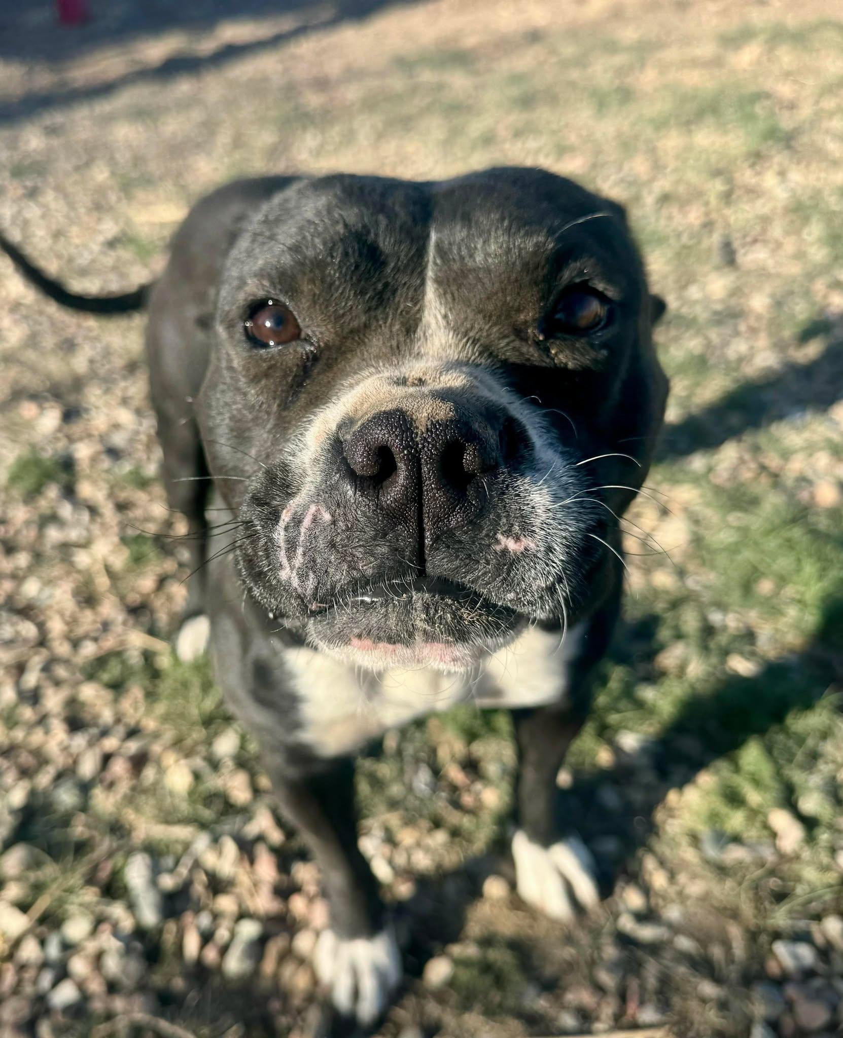 Enlarge Bambi, a Adoptable mixed breed in RYE, CO image 2/5