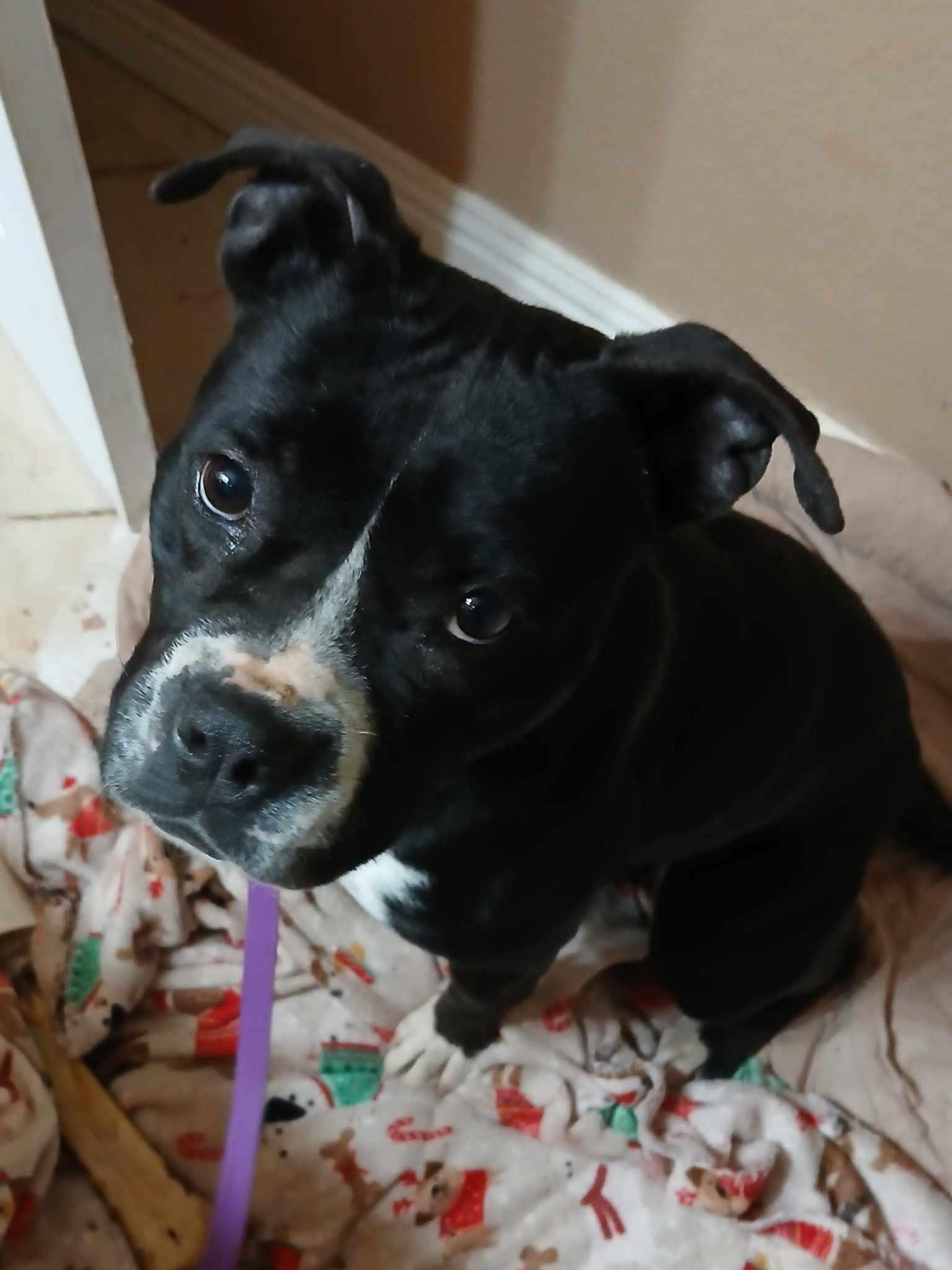 Enlarge Bambi, a Adoptable mixed breed in RYE, CO image 3/5