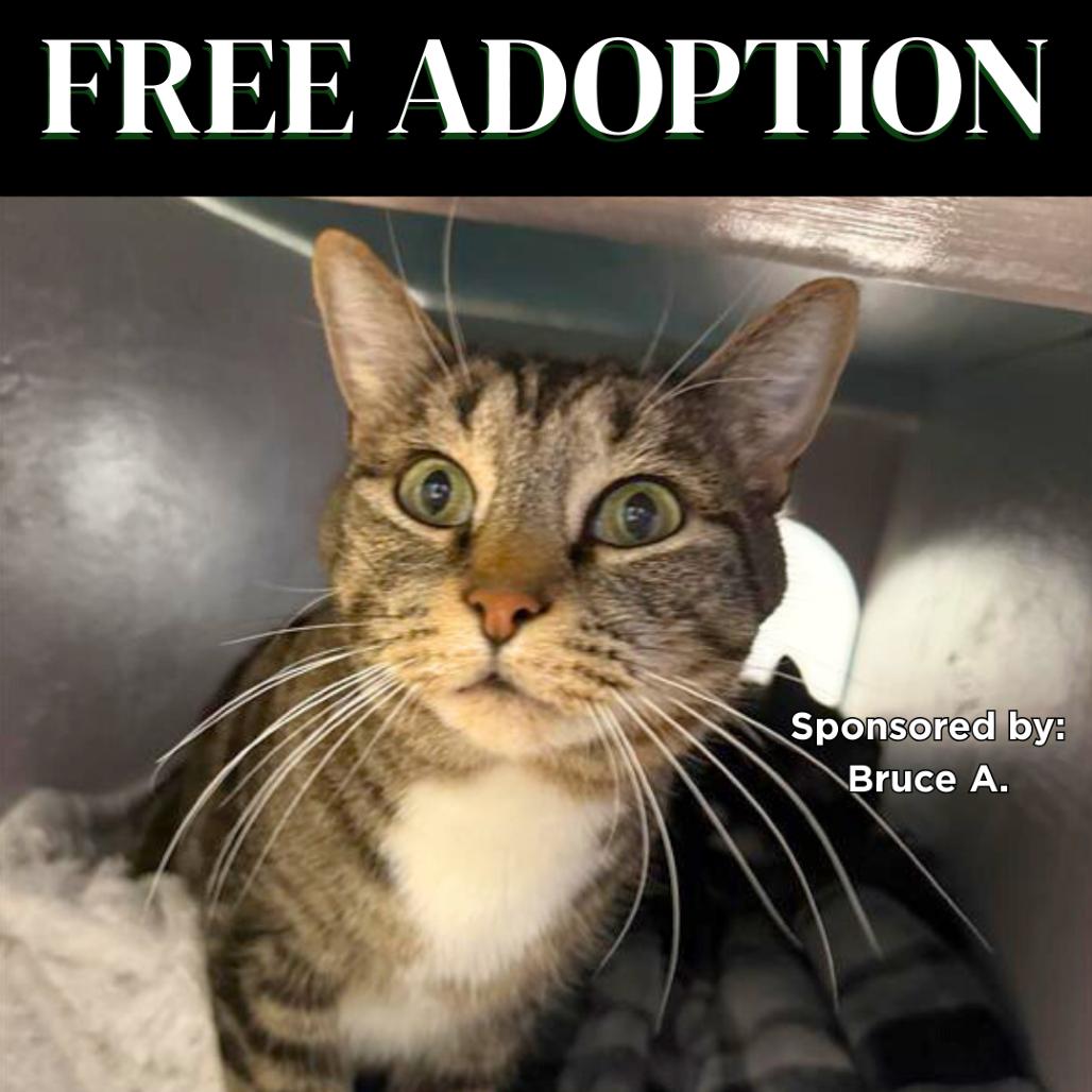 Little Boy, Adoptable, Adult Male American Shorthair.