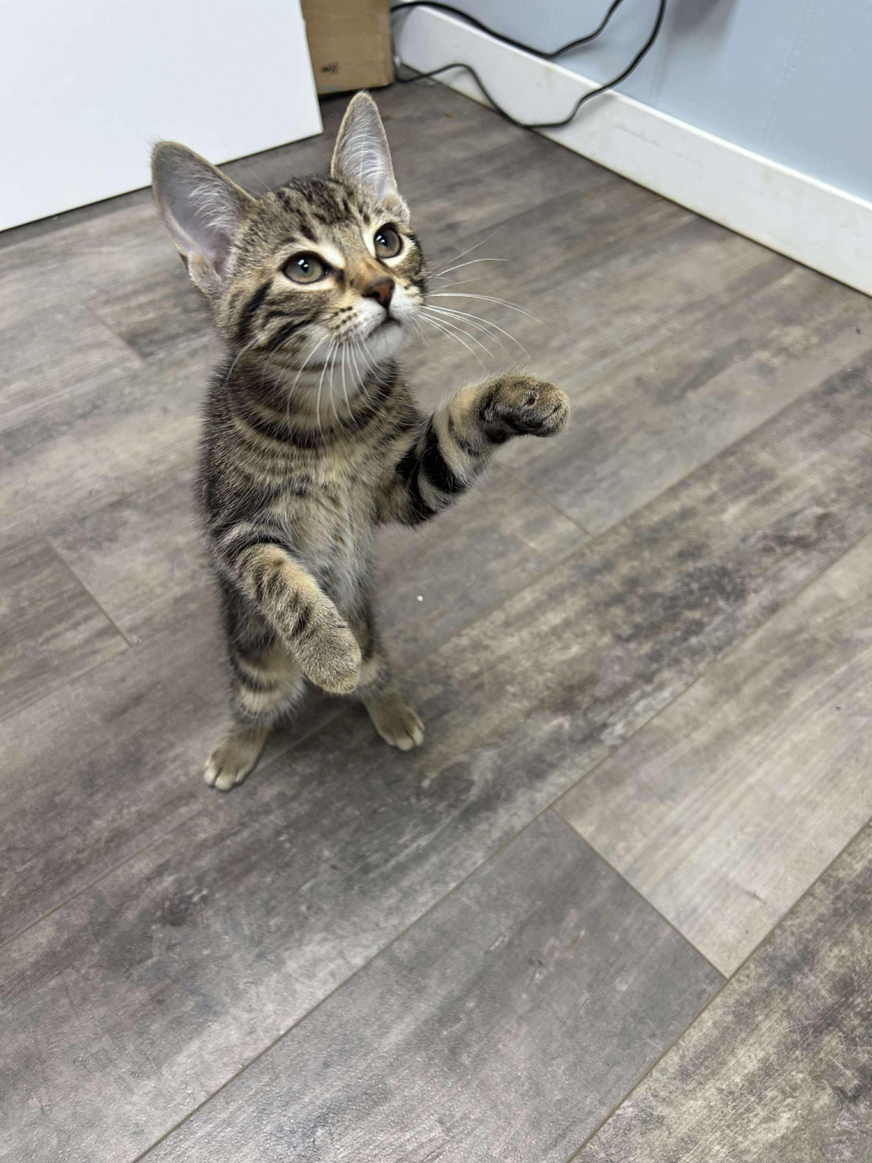 Noodle, an adoptable Domestic Short Hair in Winnipeg, MB, R2L 0L6 | Photo Image 1