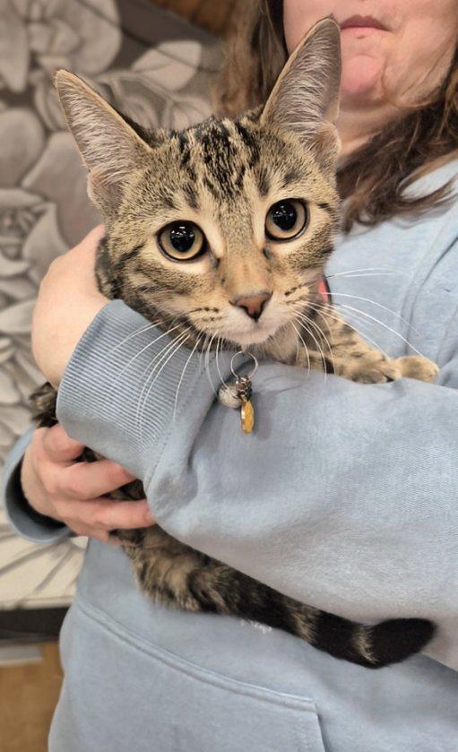 Noodle, an adoptable Domestic Short Hair in Winnipeg, MB, R2L 0L6 | Photo Image 5