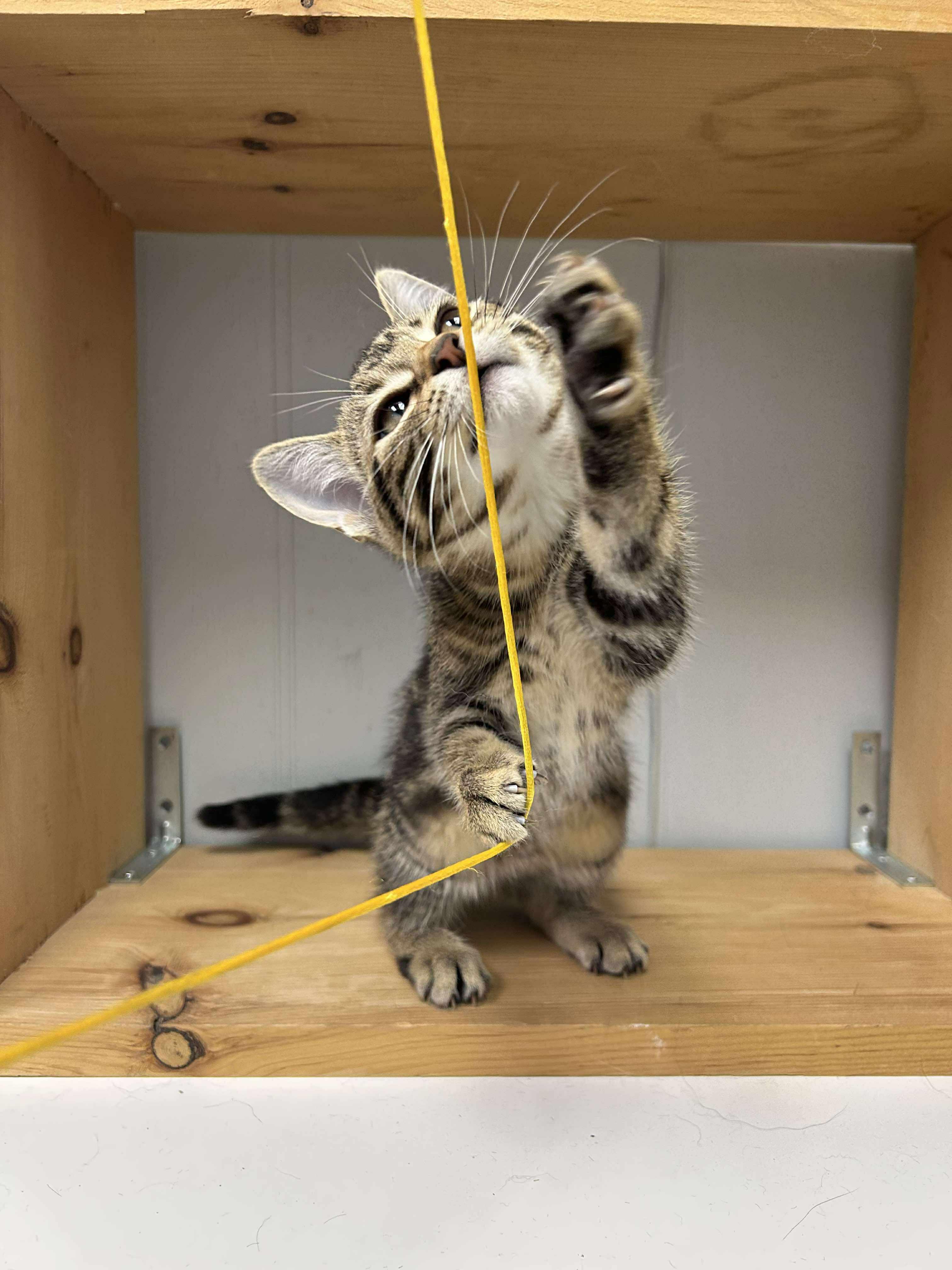 Noodle, an adoptable Domestic Short Hair in Winnipeg, MB, R2L 0L6 | Photo Image 5