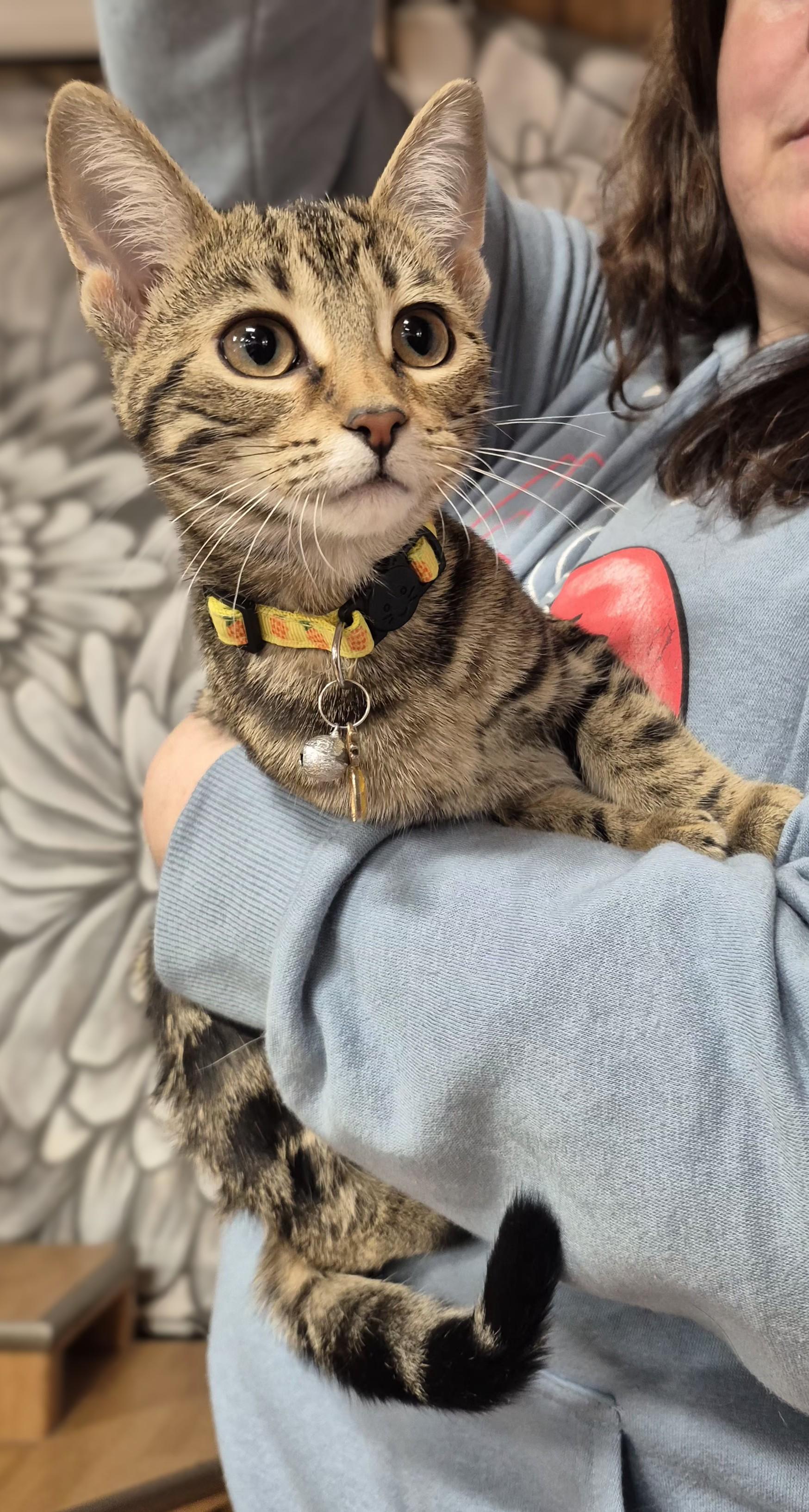 Noodle, an adoptable Domestic Short Hair in Winnipeg, MB, R2L 0L6 | Photo Image 6