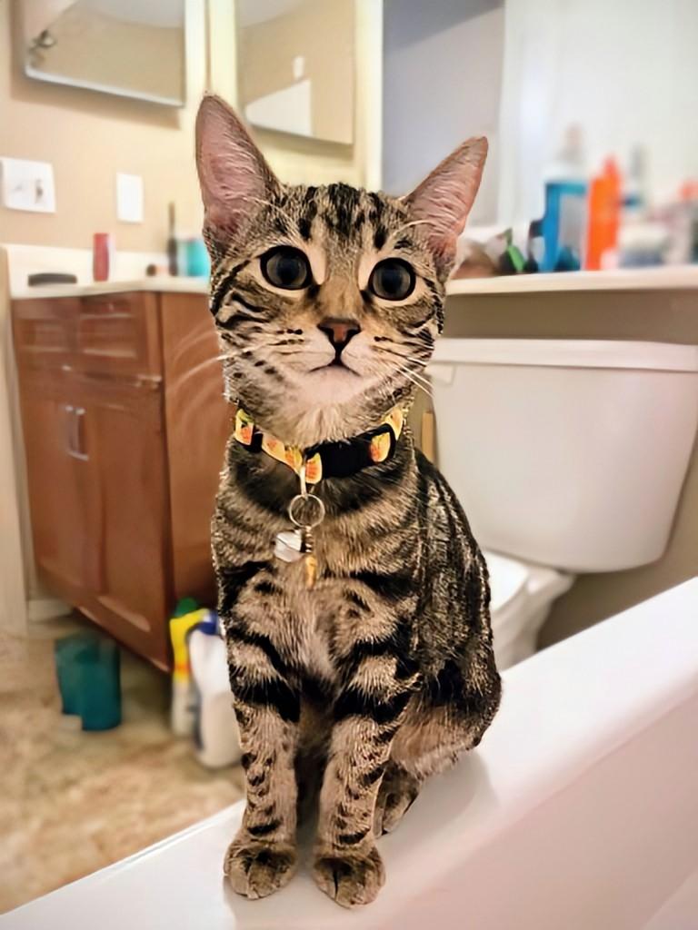 Noodle, an adoptable Domestic Short Hair in Winnipeg, MB, R2L 0L6 | Photo Image 1