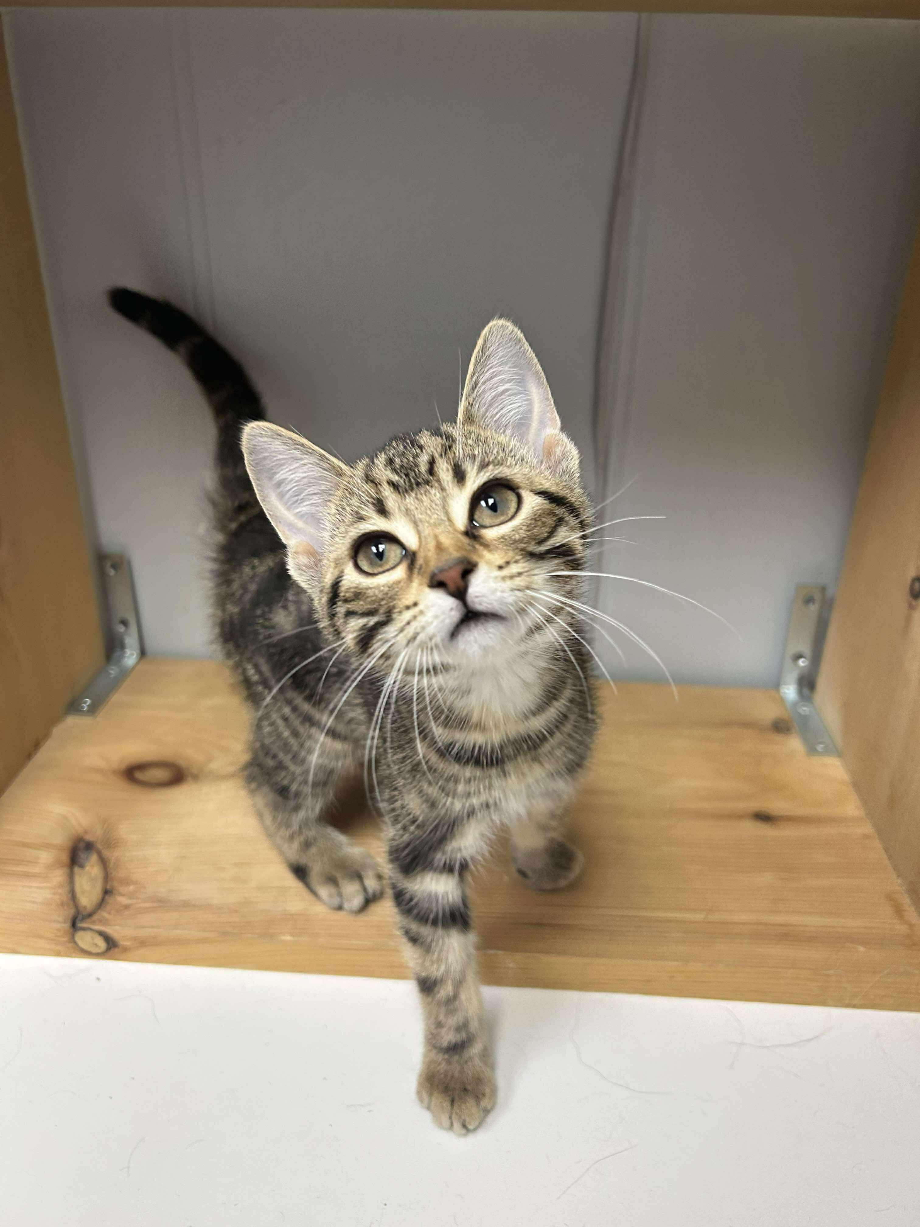 Noodle, an adoptable Domestic Short Hair in Winnipeg, MB, R2L 0L6 | Photo Image 3