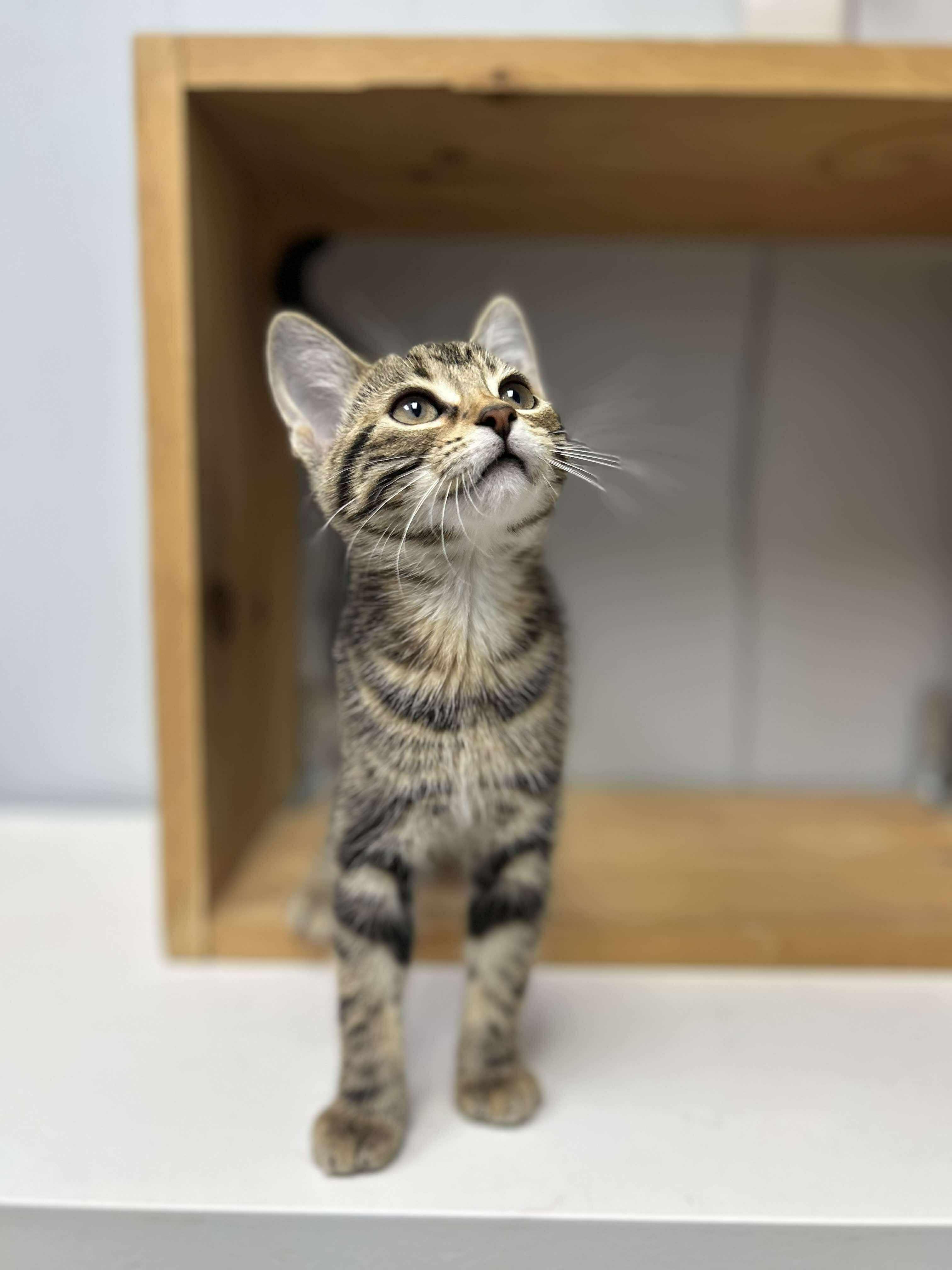 Noodle, an adoptable Domestic Short Hair in Winnipeg, MB, R2L 0L6 | Photo Image 4