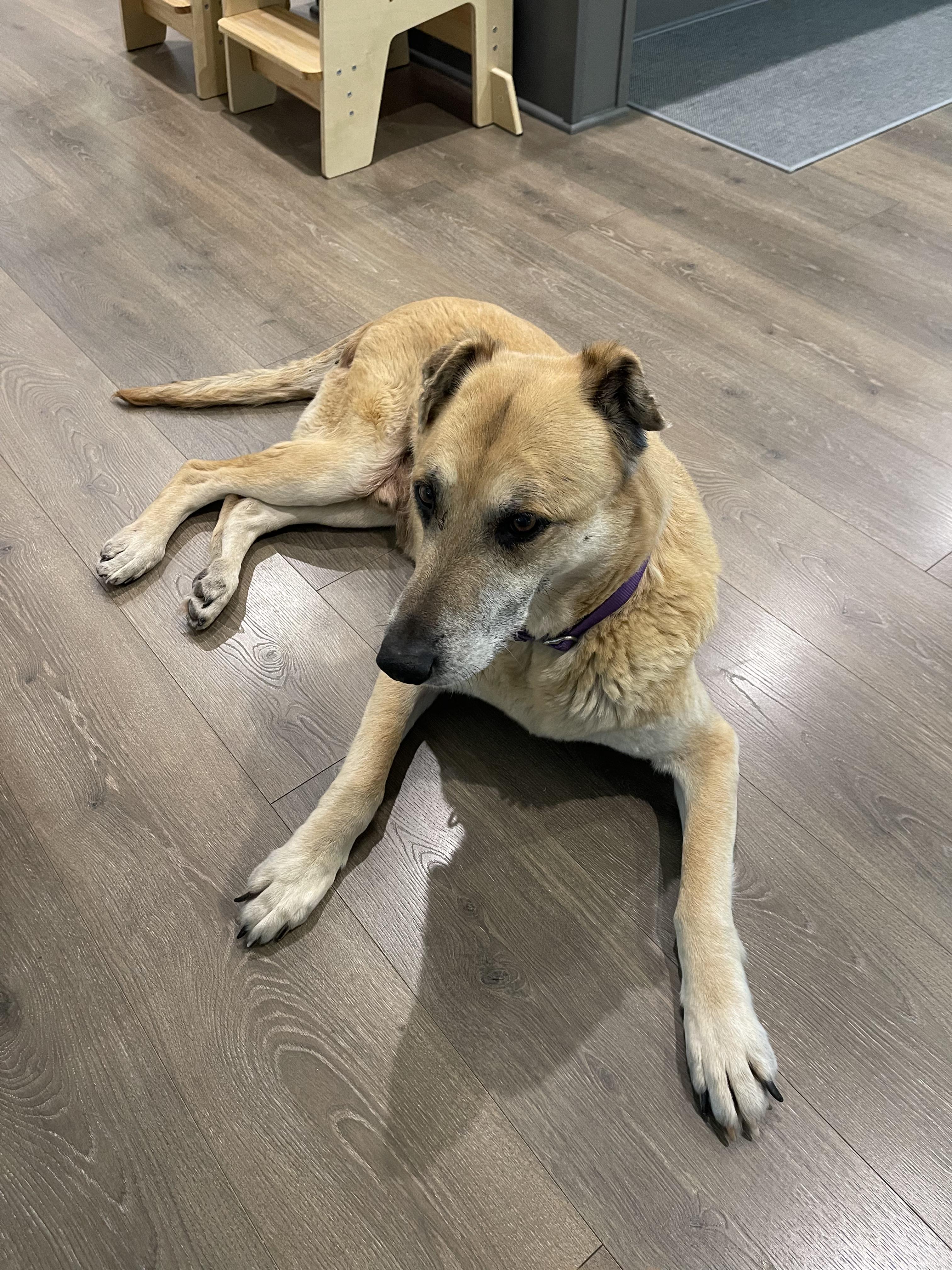 Enlarge Edger , a Adoptable mixed breed in Pelzer, SC image 2/2