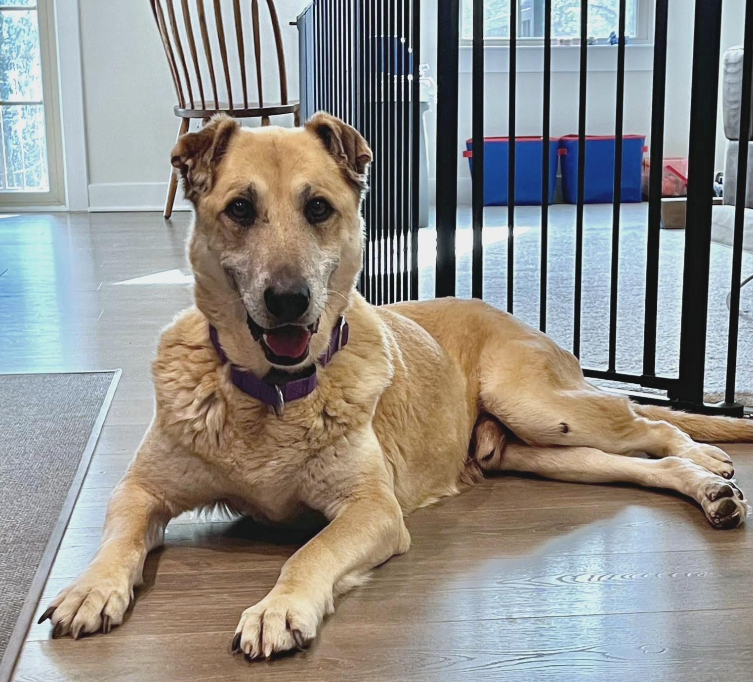 Enlarge Edger , a Adoptable mixed breed in Pelzer, SC image 1/2