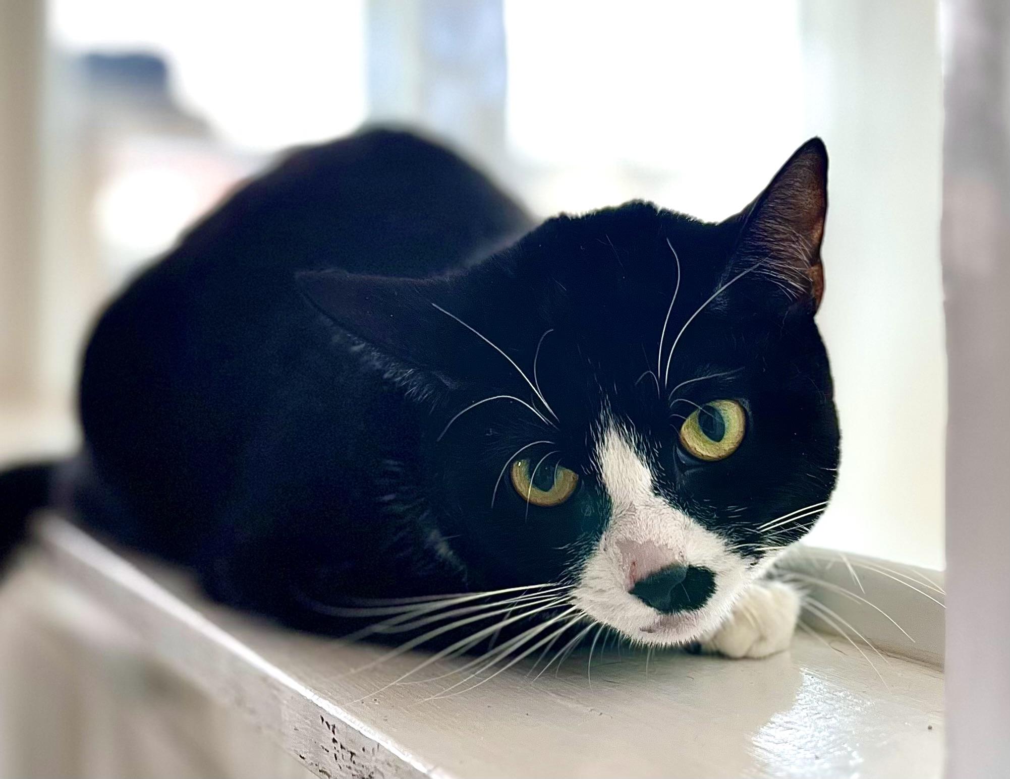 Enlarge Nancy, a ADOPTABLE American Shorthair in Hull, MA image 2/3