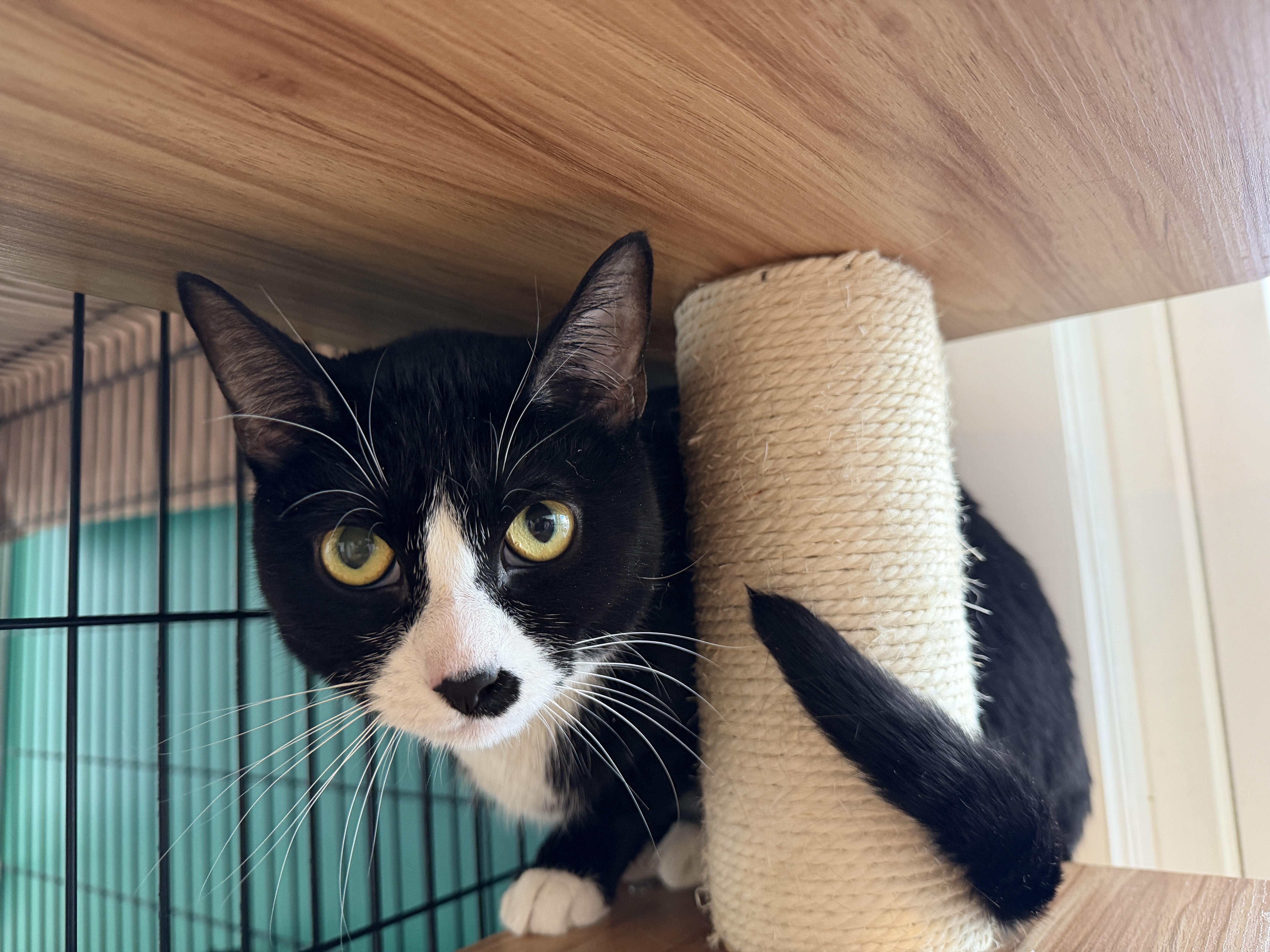 Nancy, ADOPTABLE, Adult Female American Shorthair.