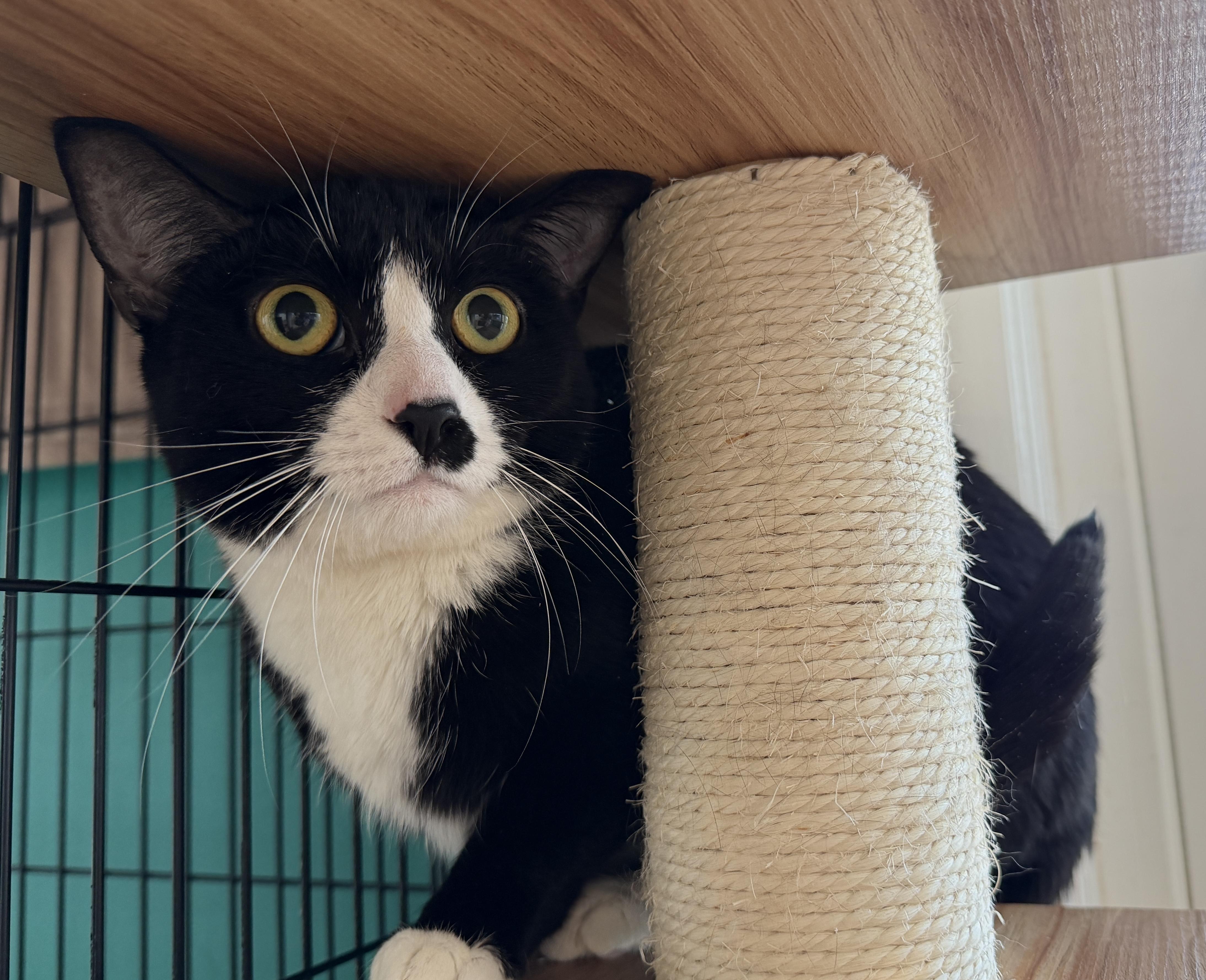 Enlarge Nancy, a ADOPTABLE American Shorthair in Hull, MA image 3/3