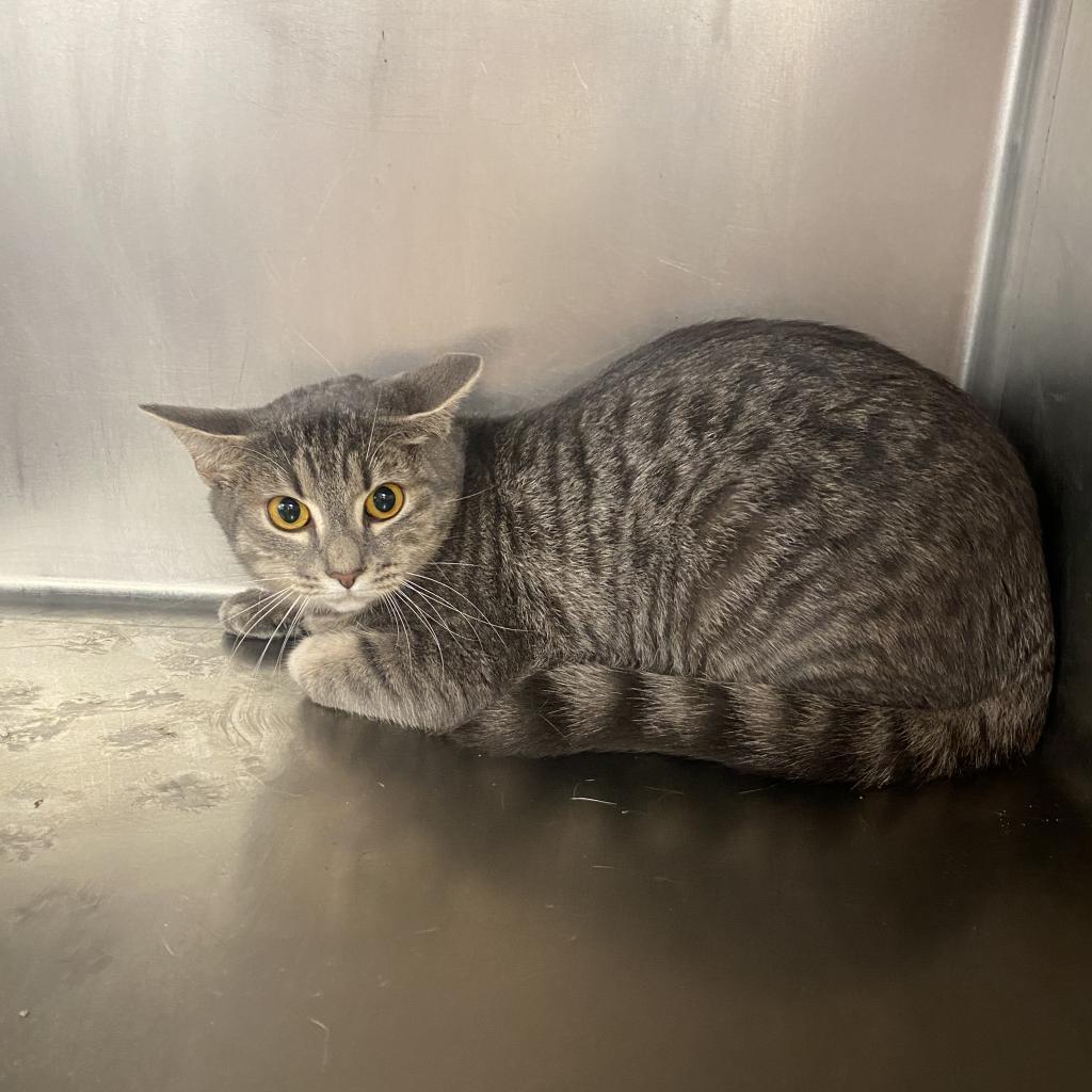 Enlarge Reba, a Adoptable Domestic Short Hair in Columbus, GA image 1/2