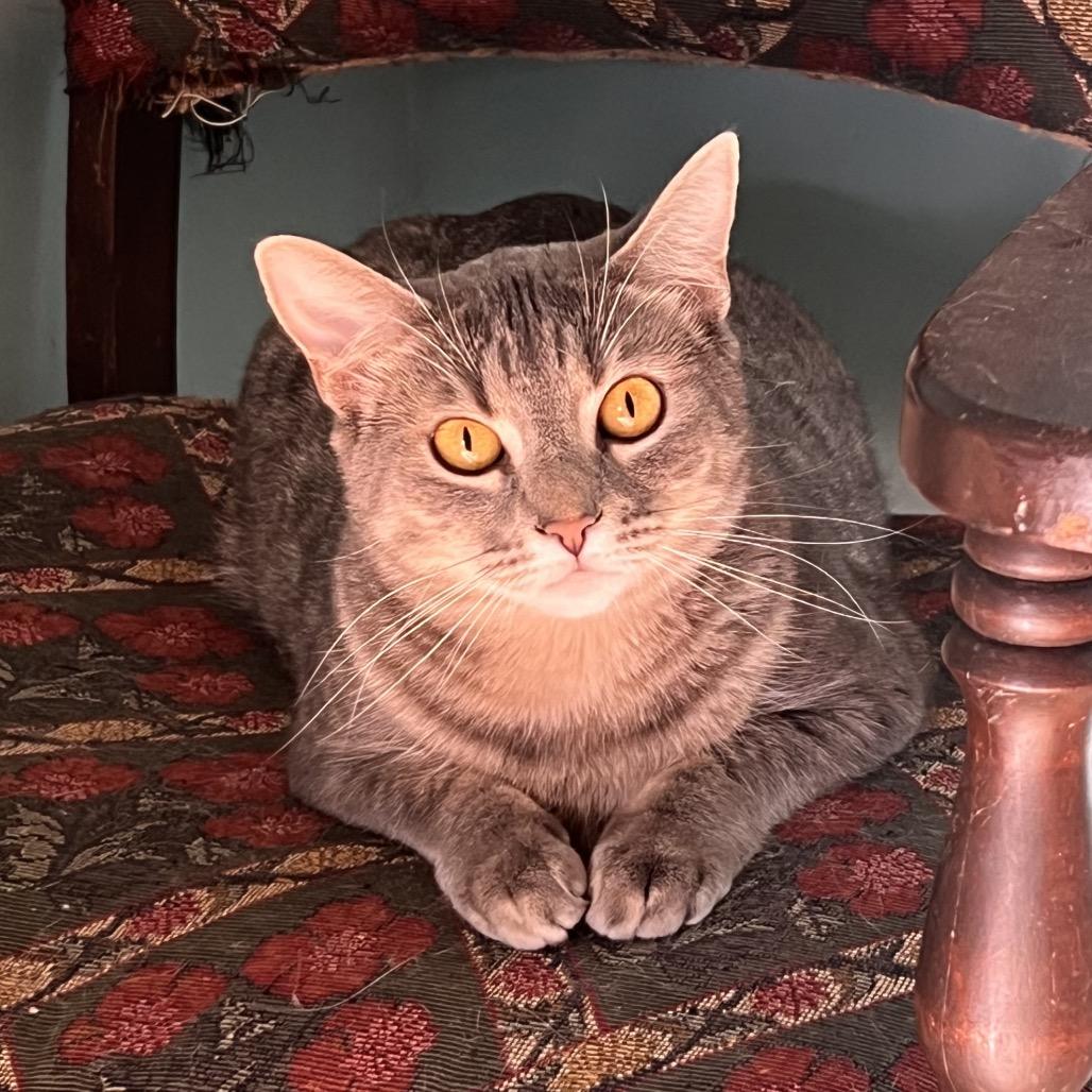 Enlarge Reba, a Adoptable Domestic Short Hair in Columbus, GA image 2/2