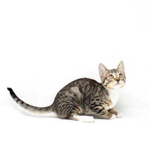 Enlarge Bronwyn, a Adoptable Domestic Short Hair in Florence, AZ image 1/1