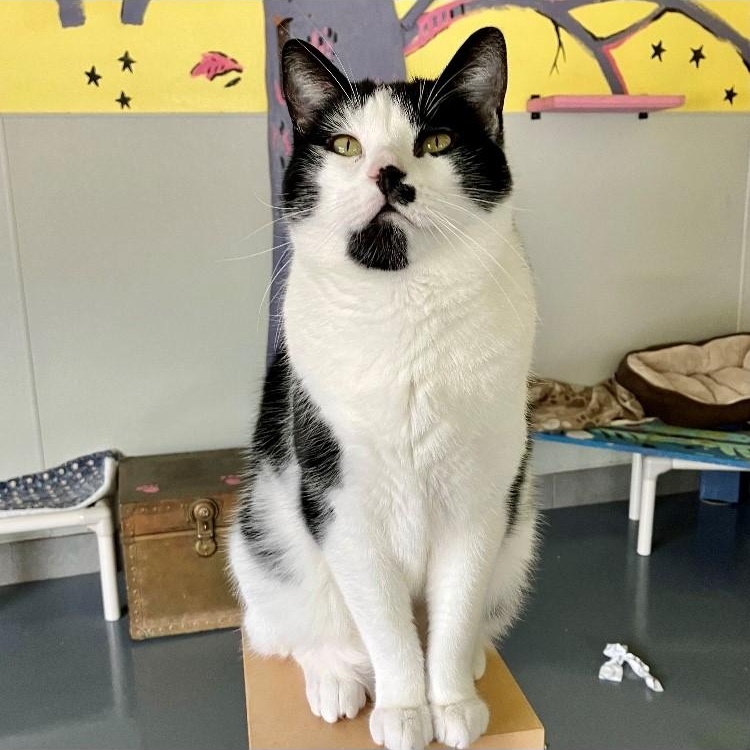 James, Adoptable, Young Male Domestic Short Hair.