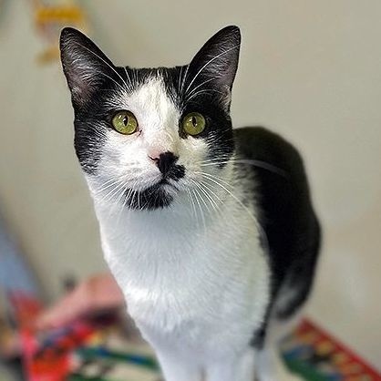 James, a Adoptable Domestic Short Hair in Lodi, CA image 2/3