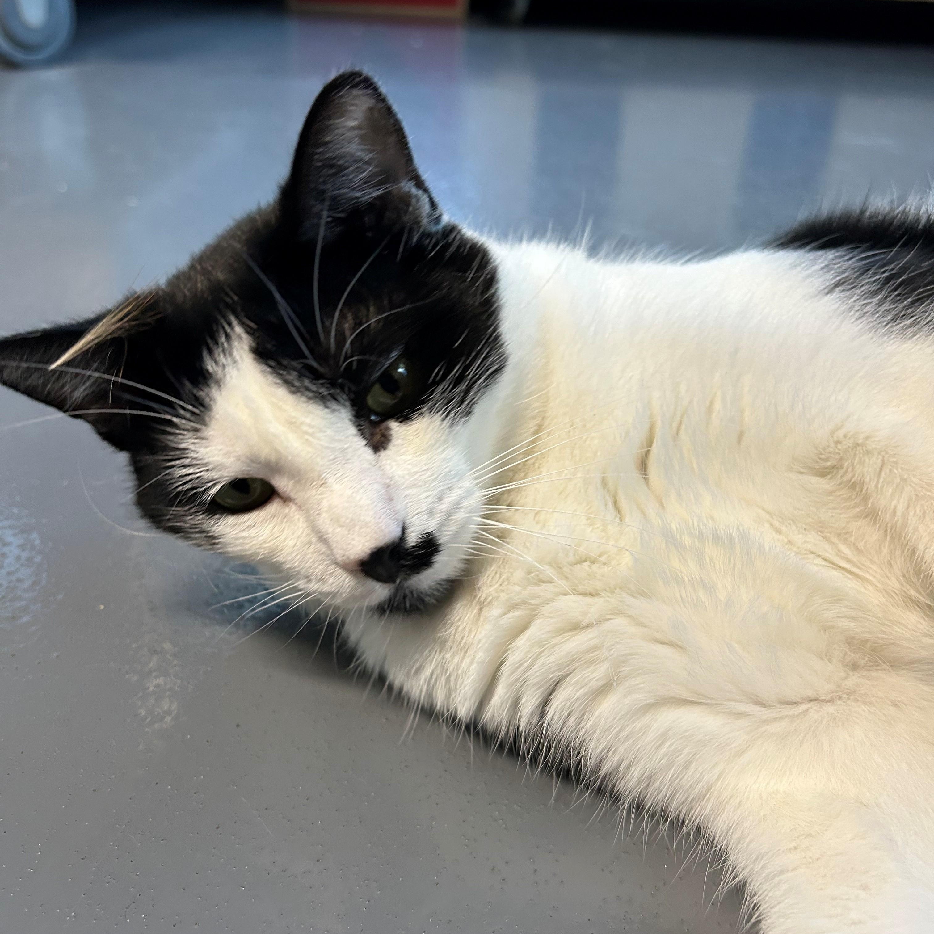 James, a Adoptable Domestic Short Hair in Lodi, CA image 3/3