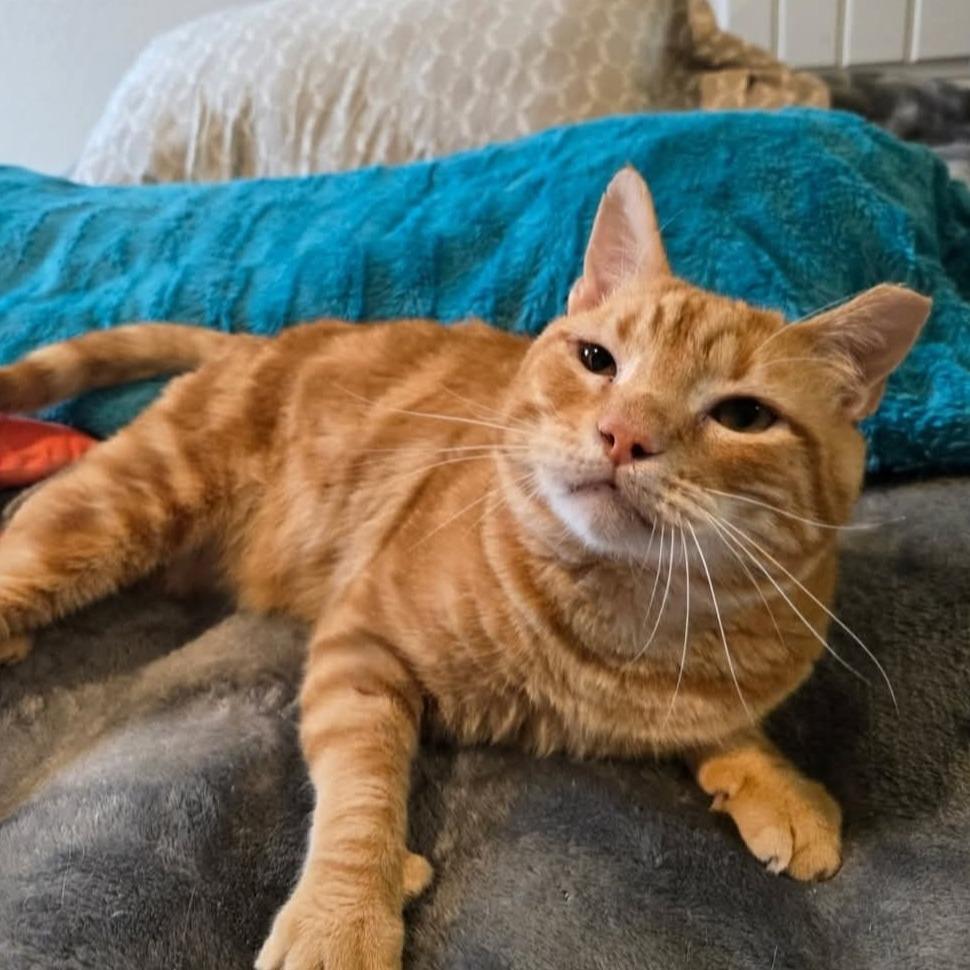 Enlarge Chester, a Adoptable Domestic Short Hair image 1/2