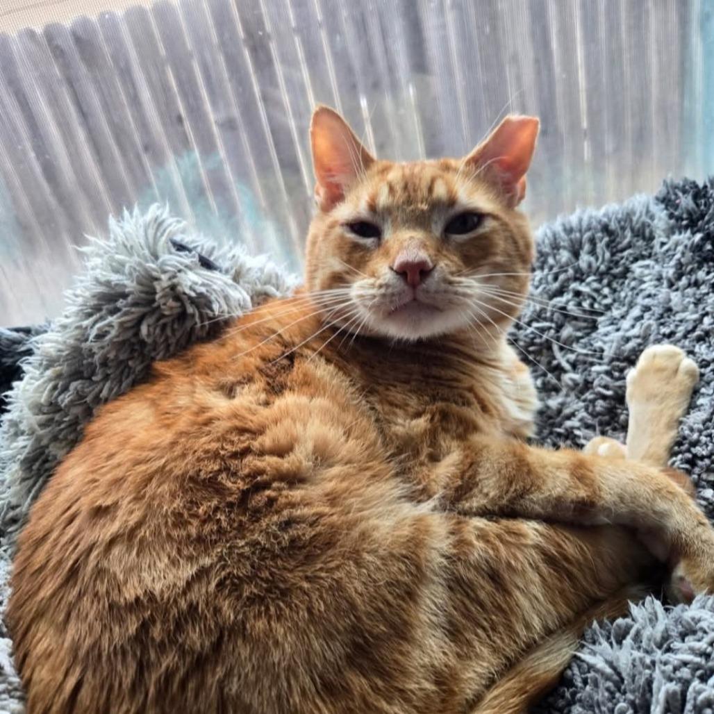 Enlarge Chester, a Adoptable Domestic Short Hair image 2/2