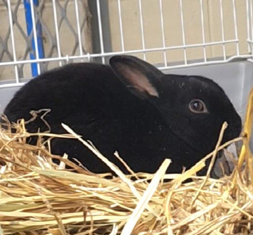 Enlarge MILKY WAY, a Adoptable Bunny Rabbit in Anchorage, AK image 1/1
