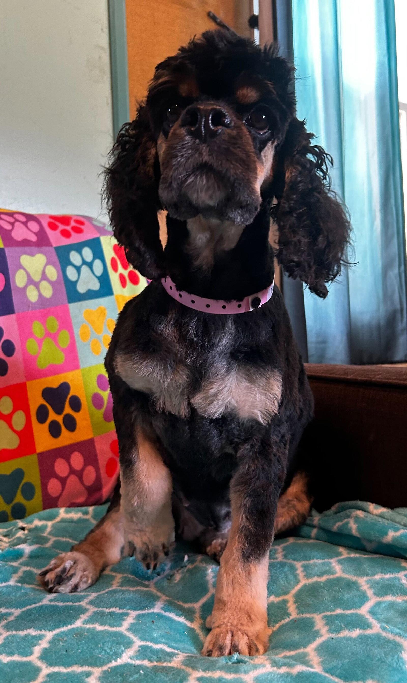 Mallory Mar 26, Adoptable, Adult Female Cocker Spaniel.