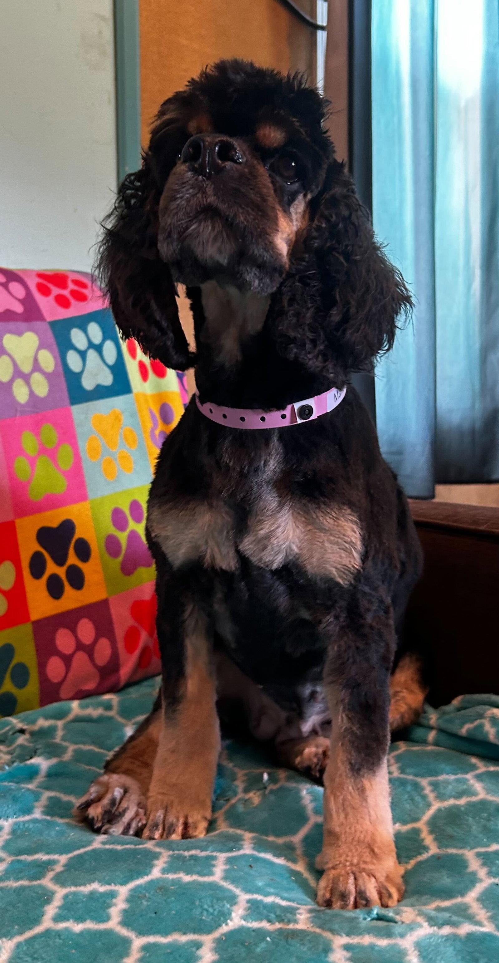Enlarge Mallory Mar 26, a Adoptable Cocker Spaniel in Pacolet, SC image 2/3