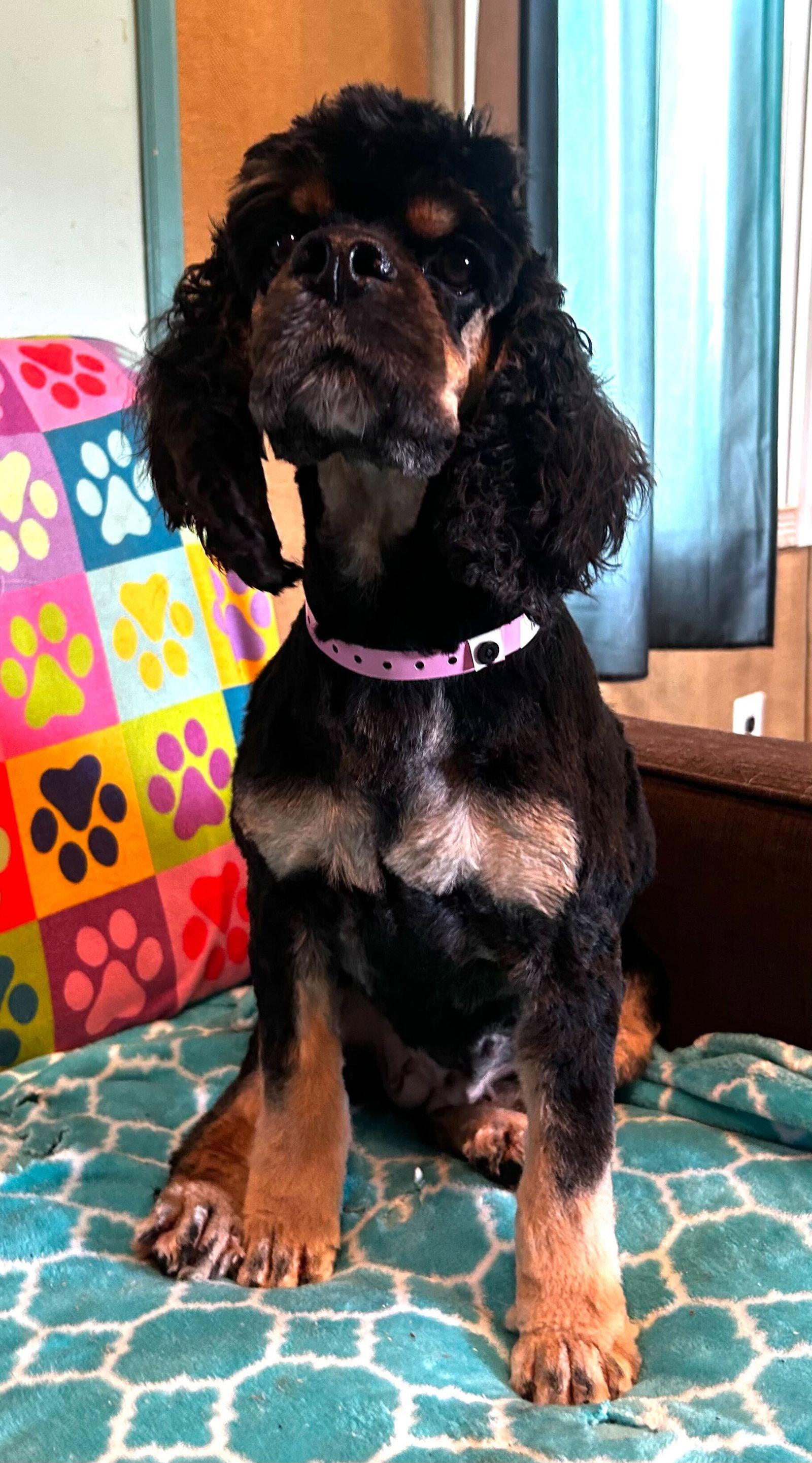 Enlarge Mallory Mar 26, a Adoptable Cocker Spaniel in Pacolet, SC image 3/3