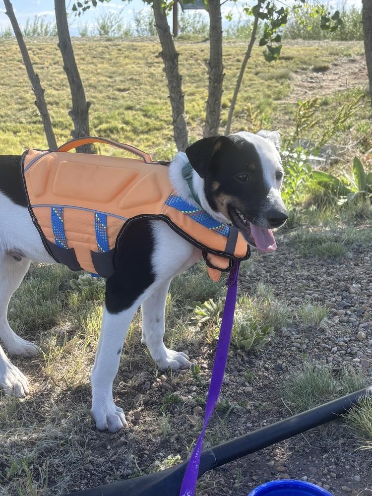 Diego, Adoptable, Puppy Male Shepherd.