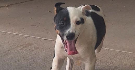 Diego, a Adoptable mixed breed in Lafayette, CO image 5/6