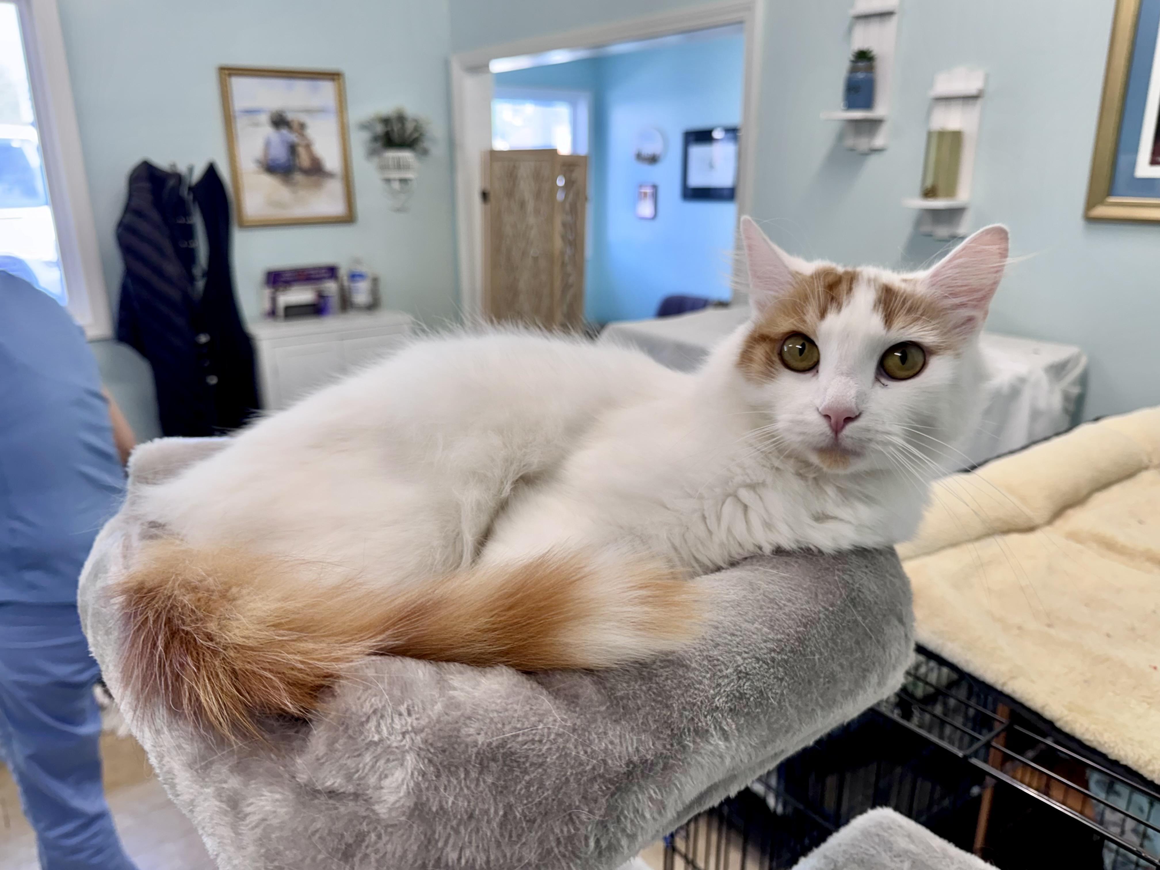 Enlarge Angelo, an adopted Domestic Long Hair in Scottsburg, IN image 1/1