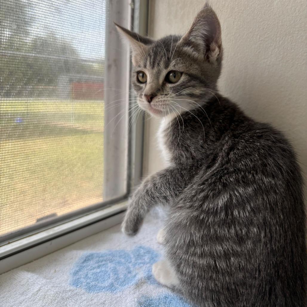 Enlarge The Pink Stuff, a Adoptable Domestic Short Hair in Carencro, LA image 1/2