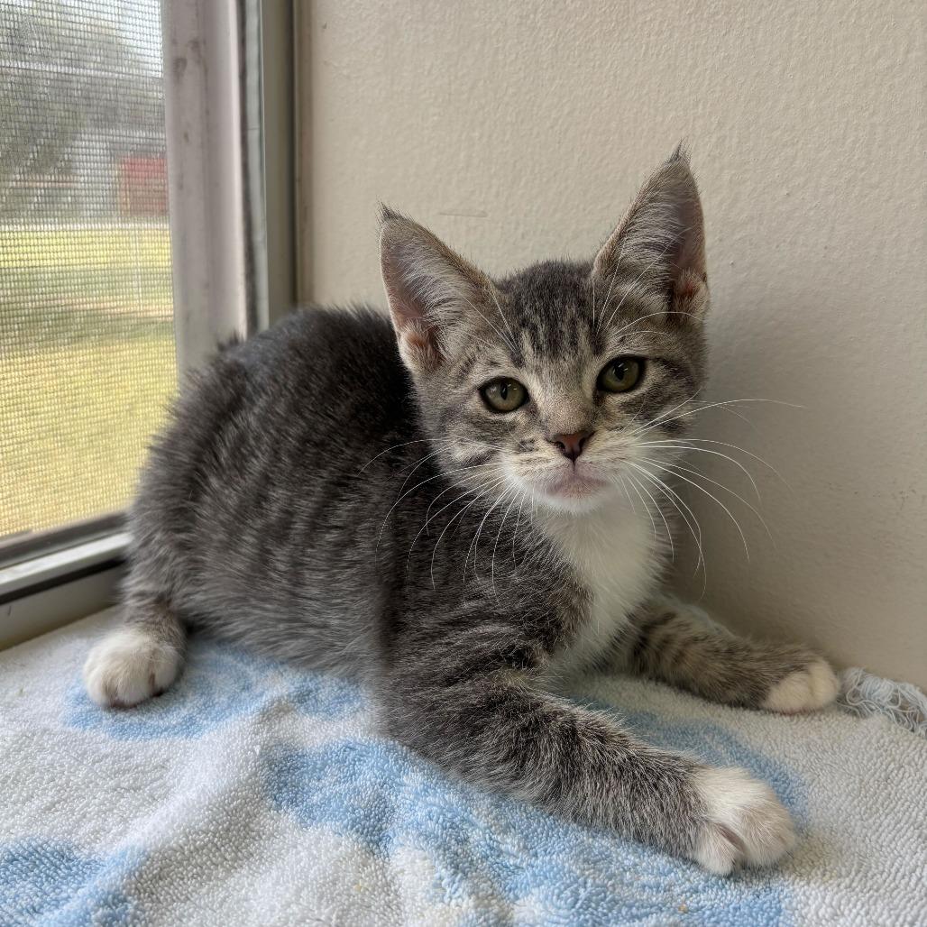 Enlarge The Pink Stuff, a Adoptable Domestic Short Hair in Carencro, LA image 2/2