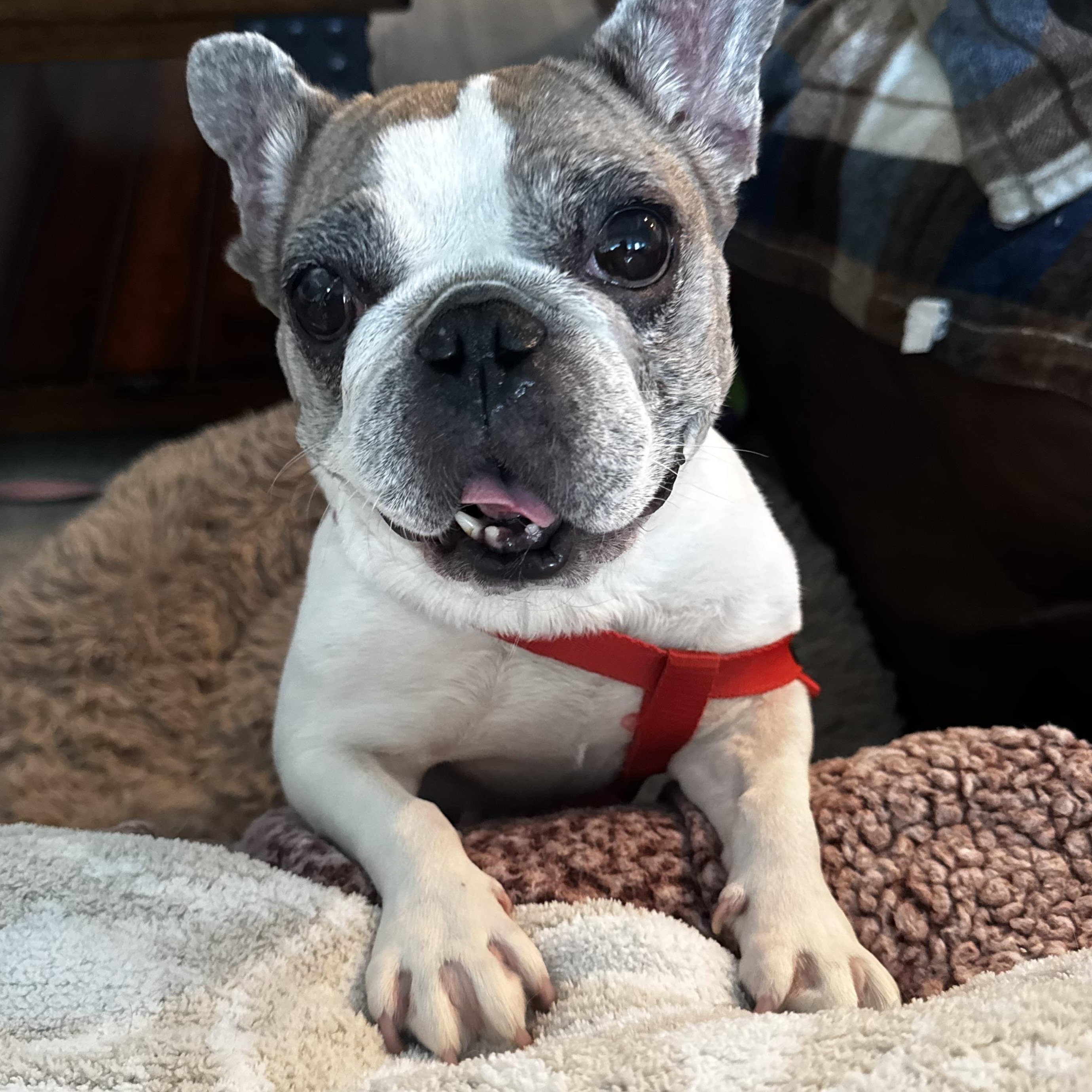 Babette — The Tiny Frenchie With a Big Personality, Adoptable, Adult Female French Bulldog.