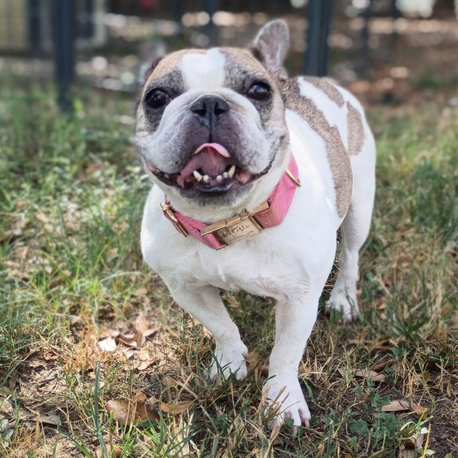 Enlarge Babette — The Tiny Frenchie With a Big Personality, a Adoptable French Bulldog in Hamburg, PA image 3/6