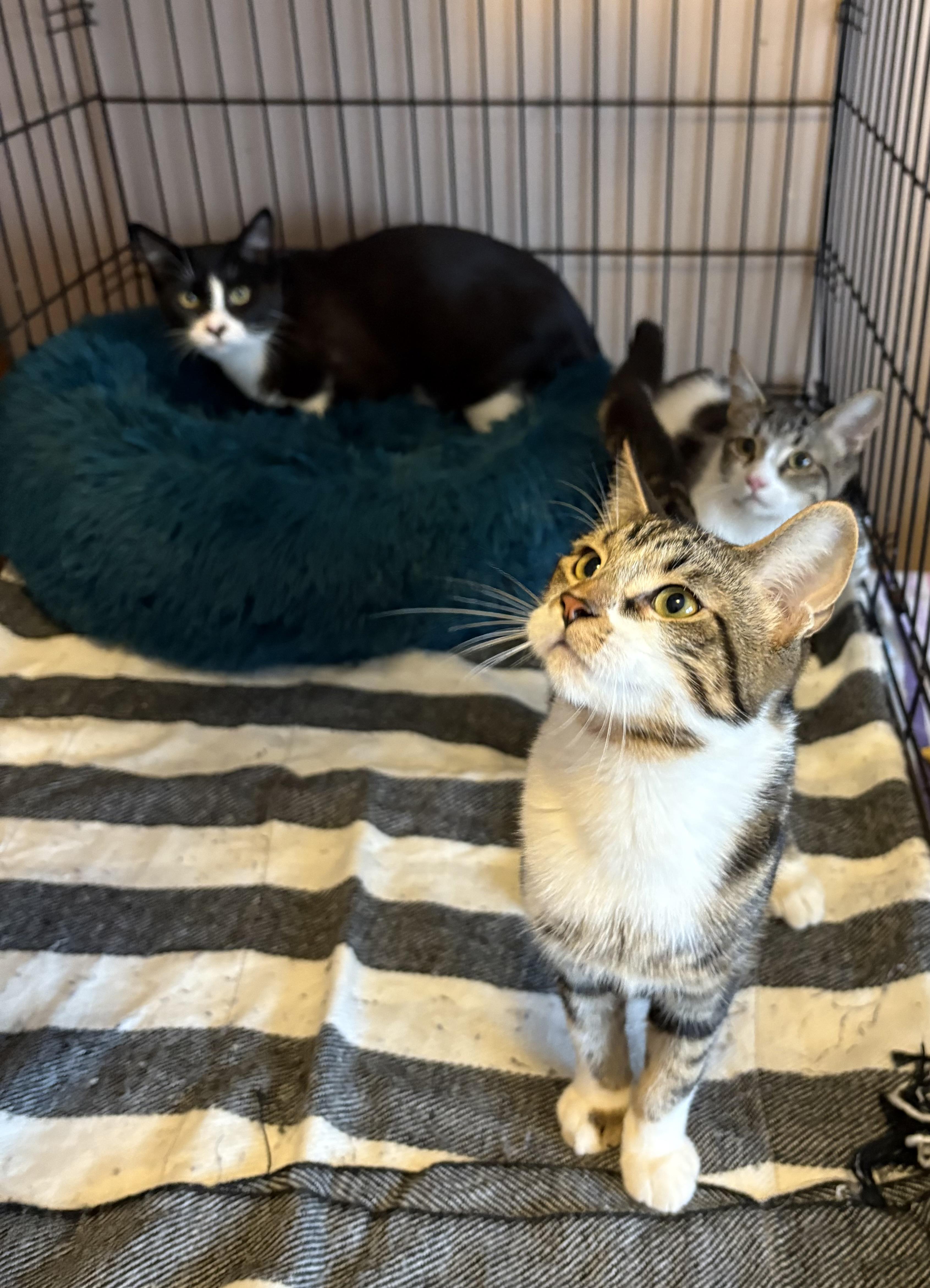 Niko, ADOPTABLE, Kitten Female Domestic Short Hair.