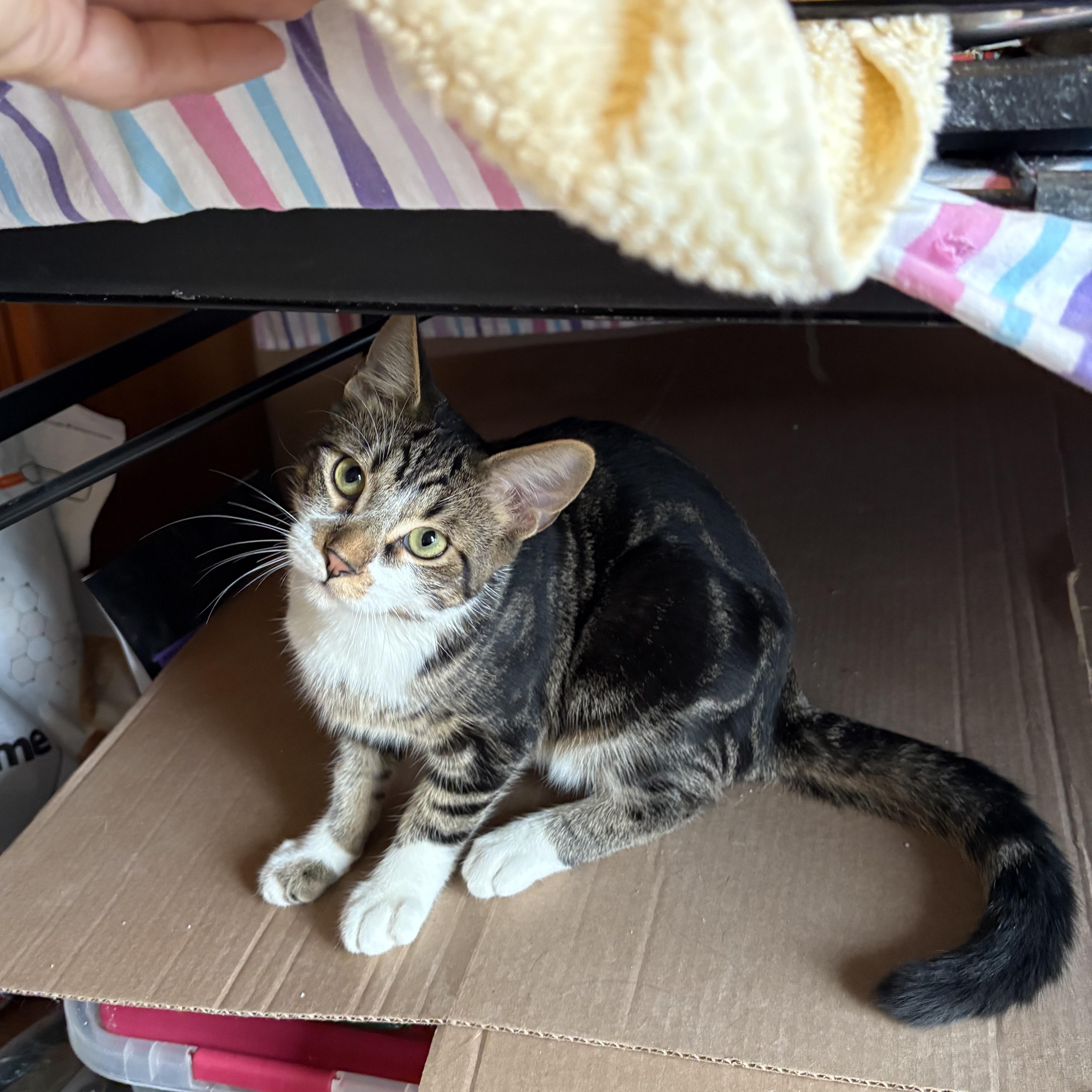 Enlarge Niko, a ADOPTABLE Domestic Short Hair in Mississauga, ON image 2/6